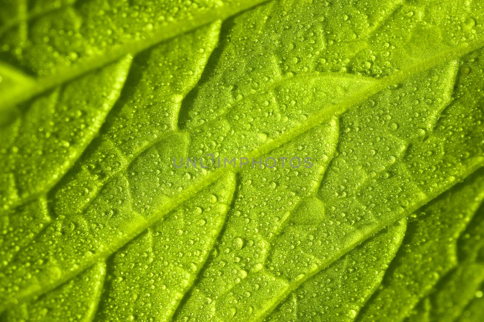 Macro in vegetable leaf with dew