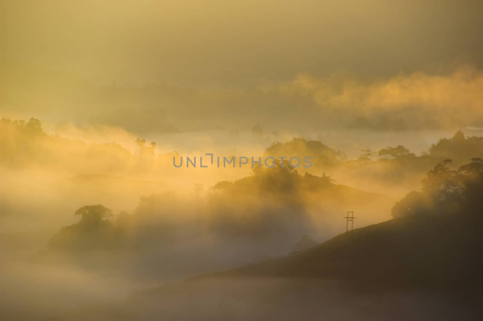 Tea Plantations at Cameron Highlands Malaysia. Sunrise in early morning with fog.