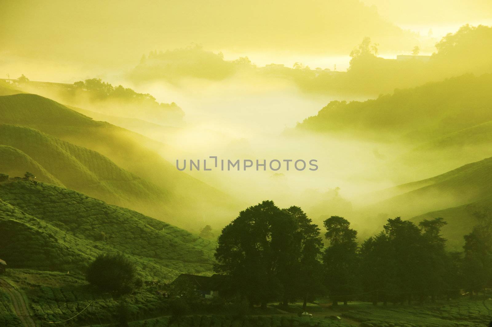 Tea Plantations at Cameron Highlands Malaysia. Sunrise in early morning with fog.