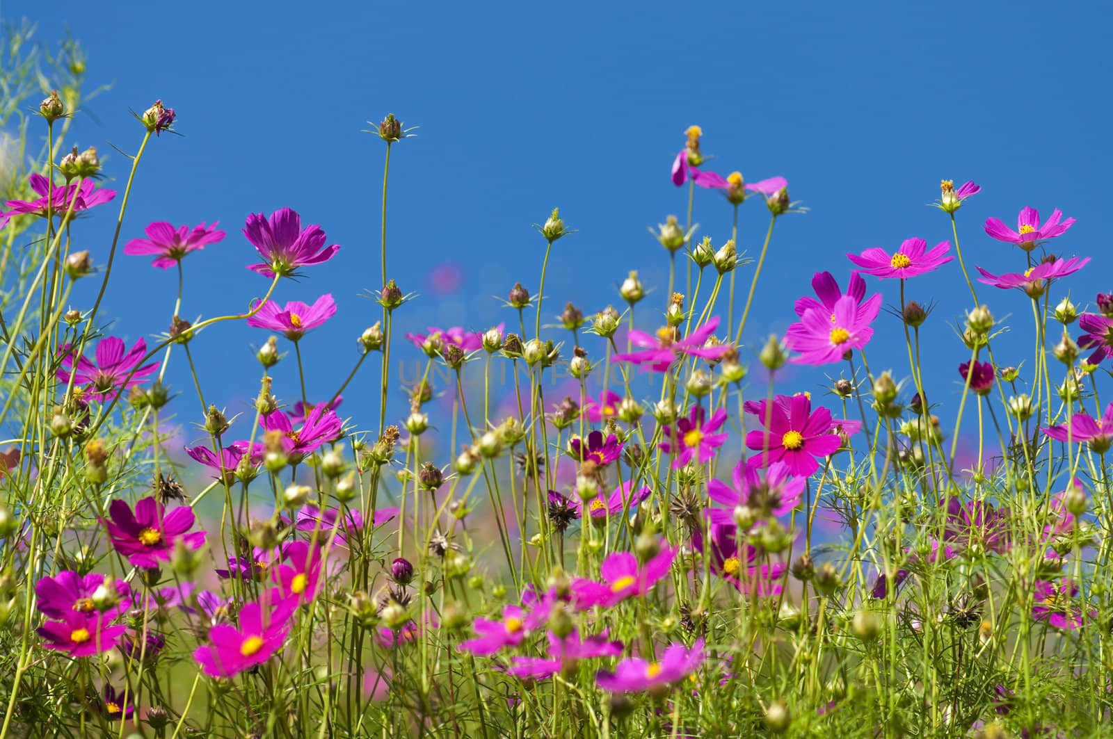 Cosmos Garden against blue sky
