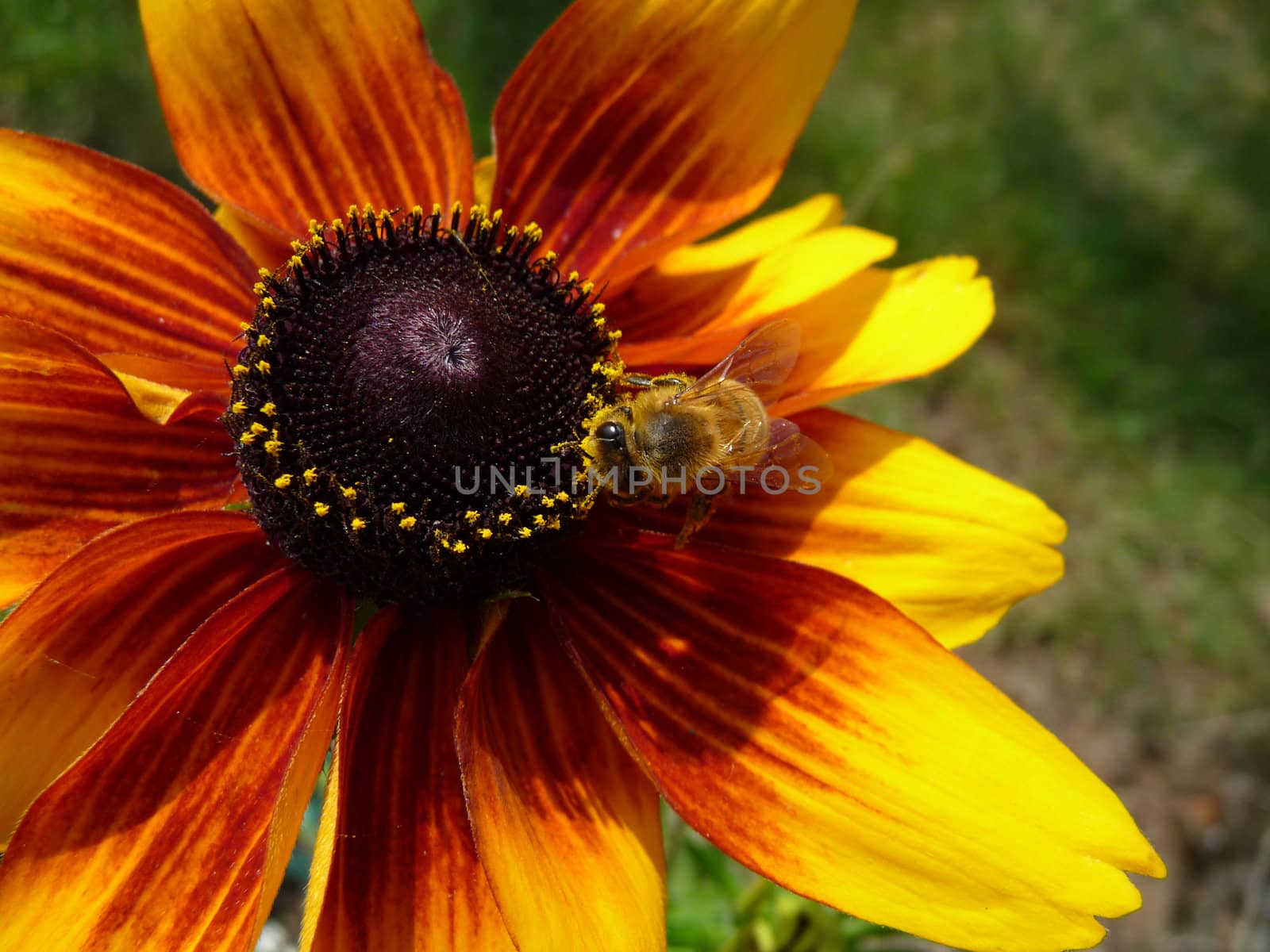 A Honey Bee that is on a yellow flower.

