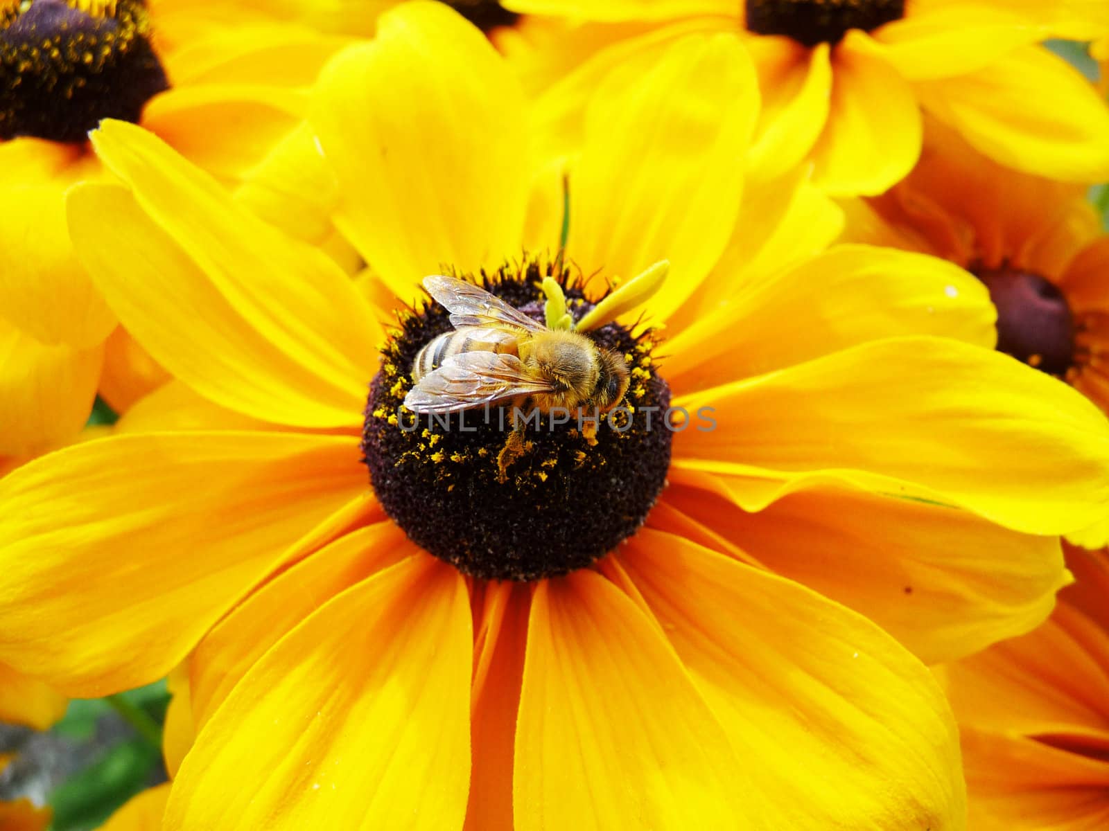 A Honey Bee that is on a yellow flower.
