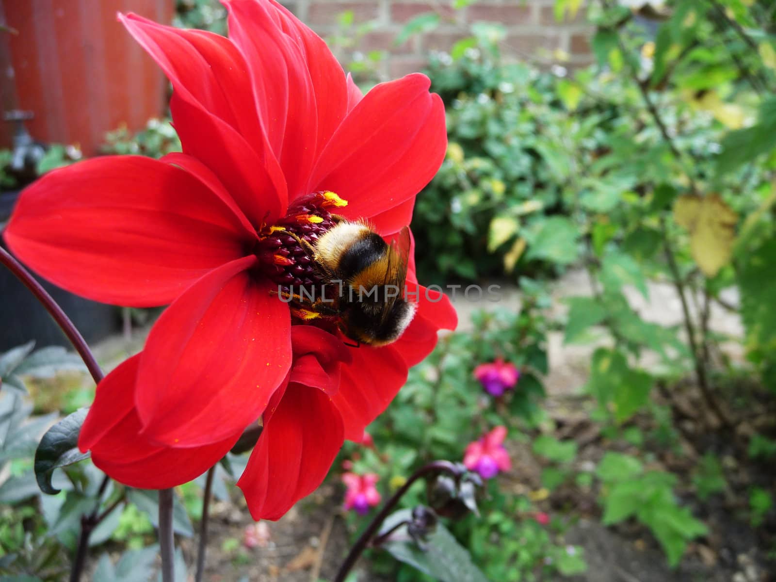 A Bumblebee that is on a red flower.
