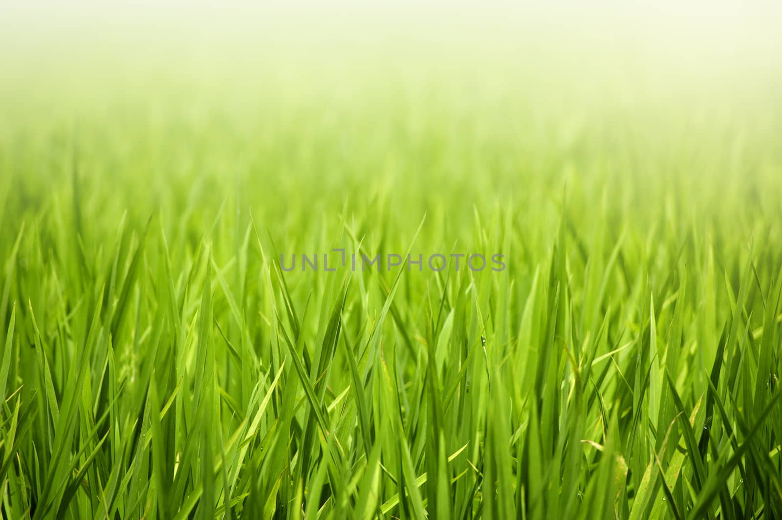 Close up paddy plant in early stage
