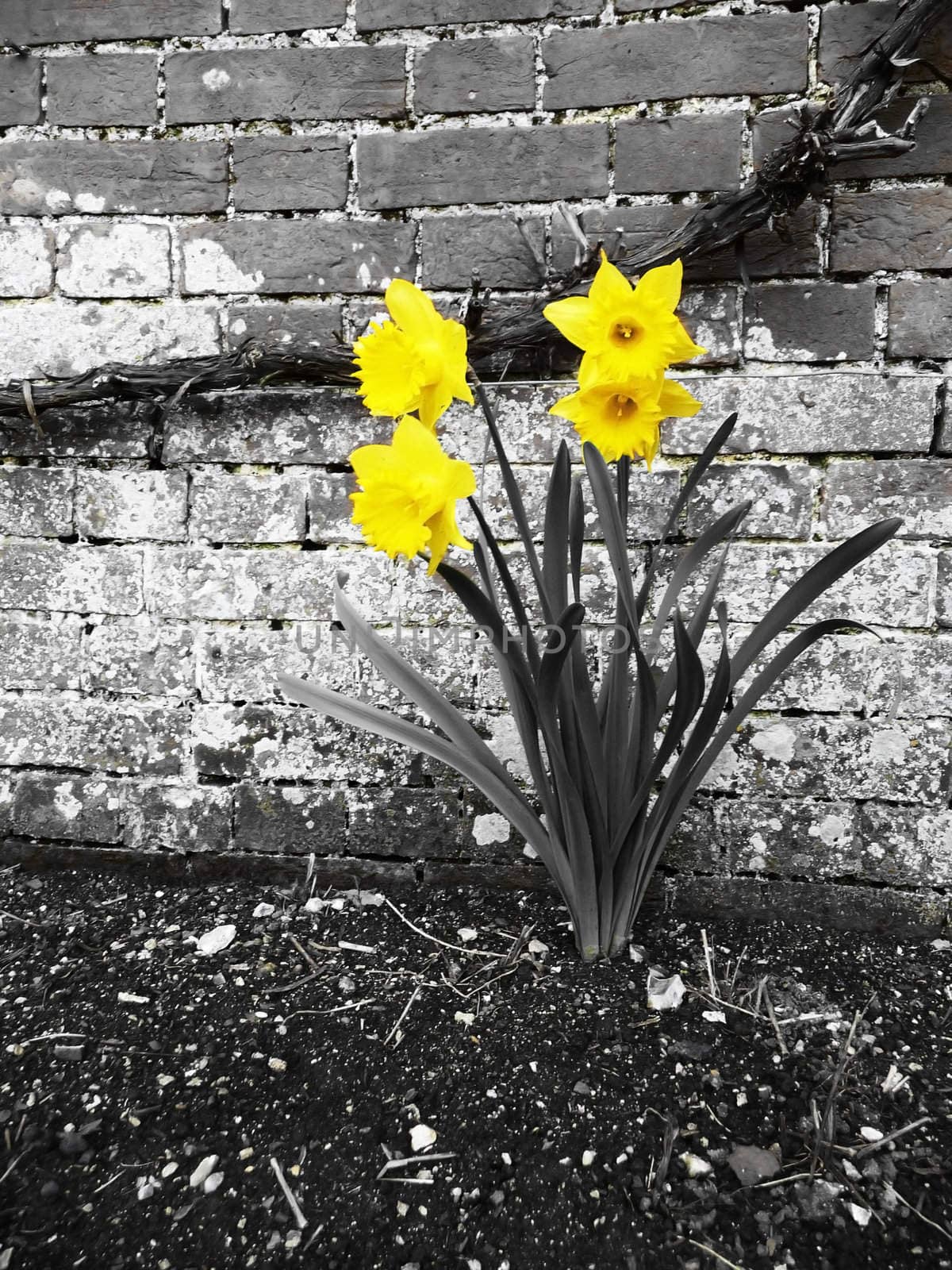 Some spring time daffodils growing out of the ground.
