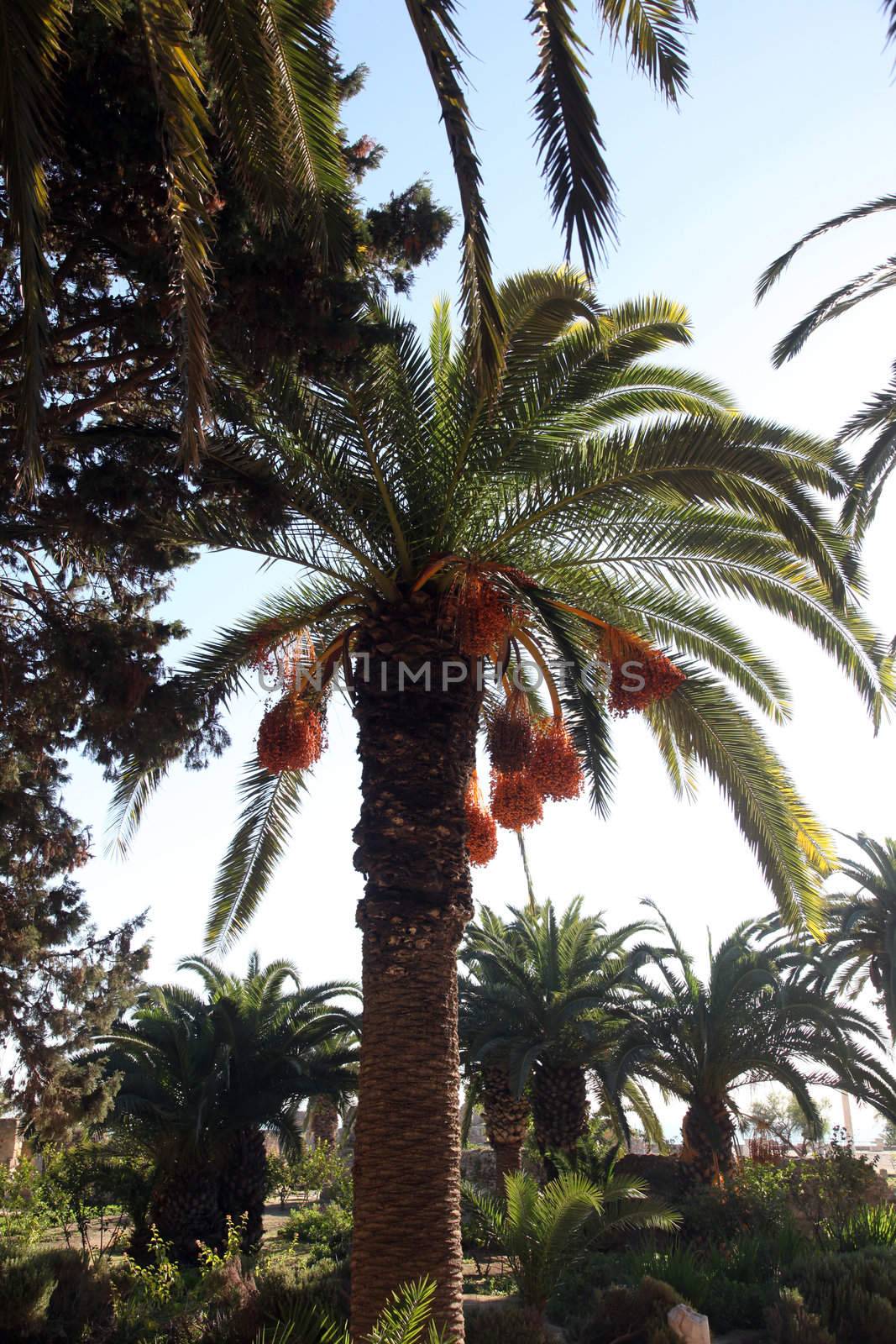 A close up of a phoenix dactylifera palm tree