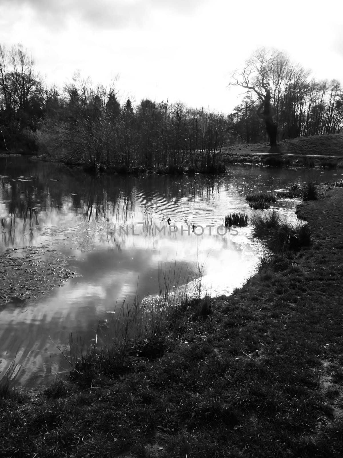 The view of the lakeside landscape in Lydiard Park.
