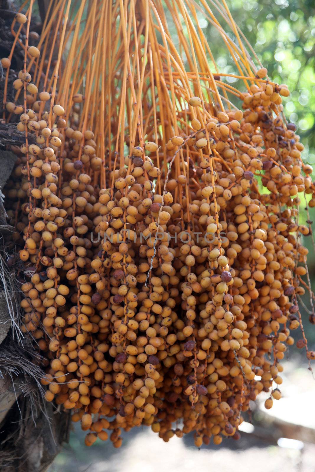 A close up of a phoenix dactylifera palm tree