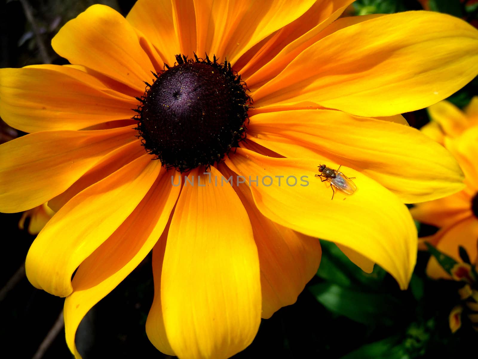 Close up view of an insect on a Rudbeckia flower.
