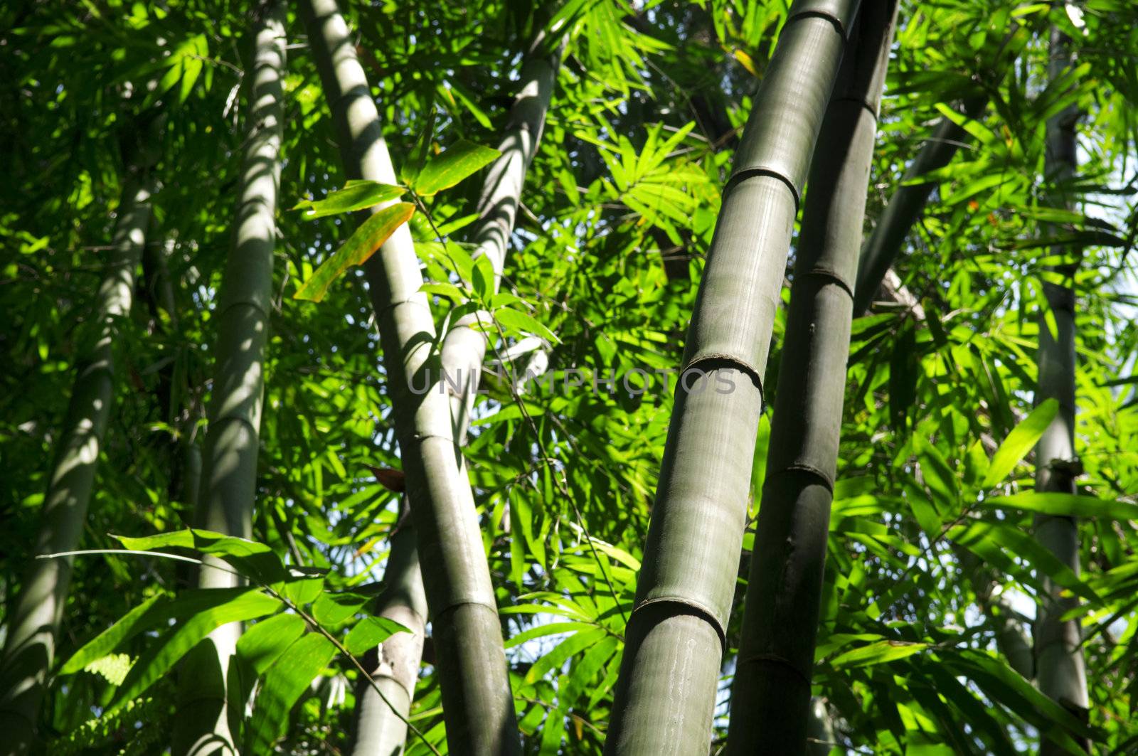Asian Bamboo forest with morning sunlight.