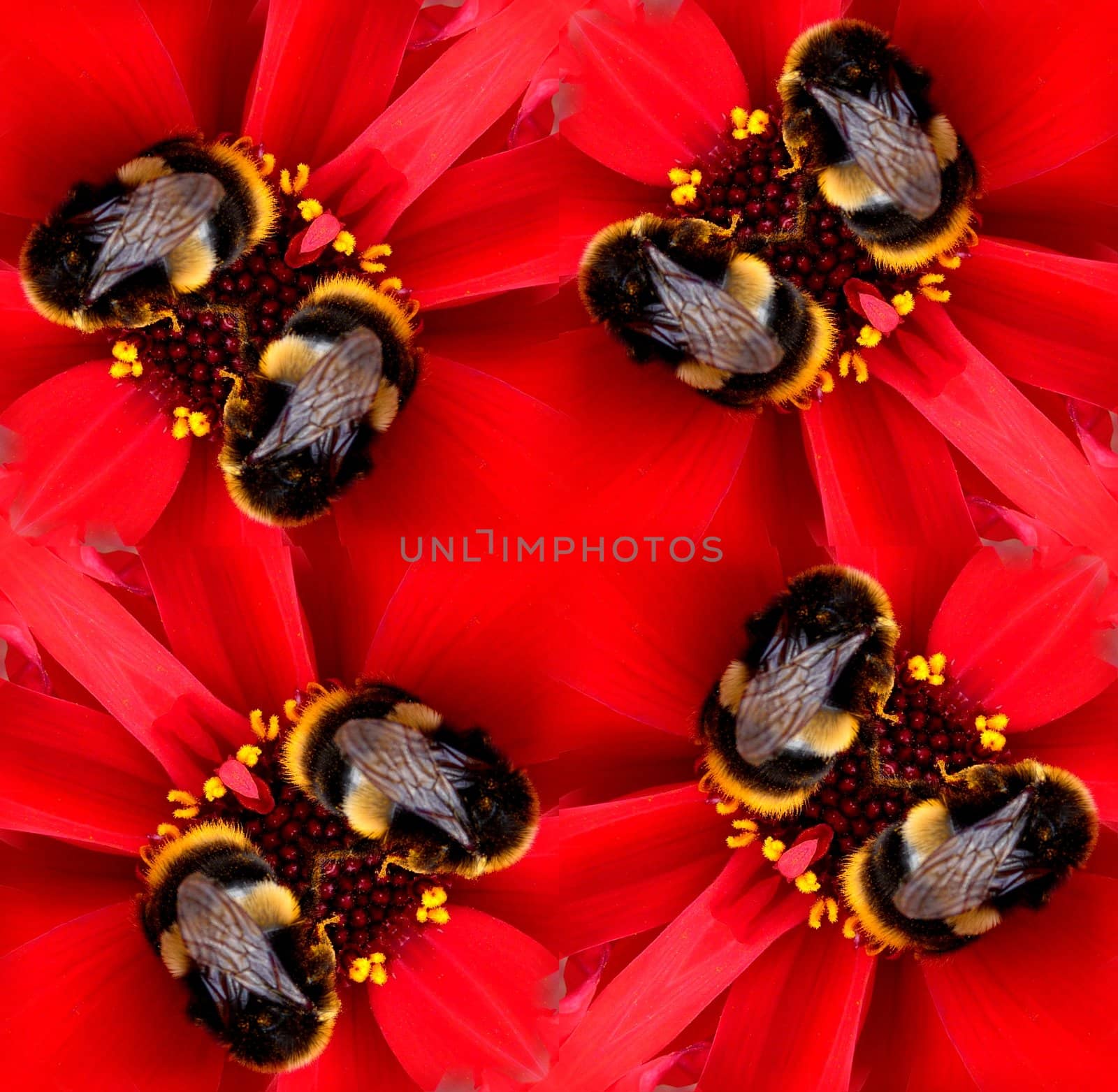 A seamless pattern made from a bee on a flower.
