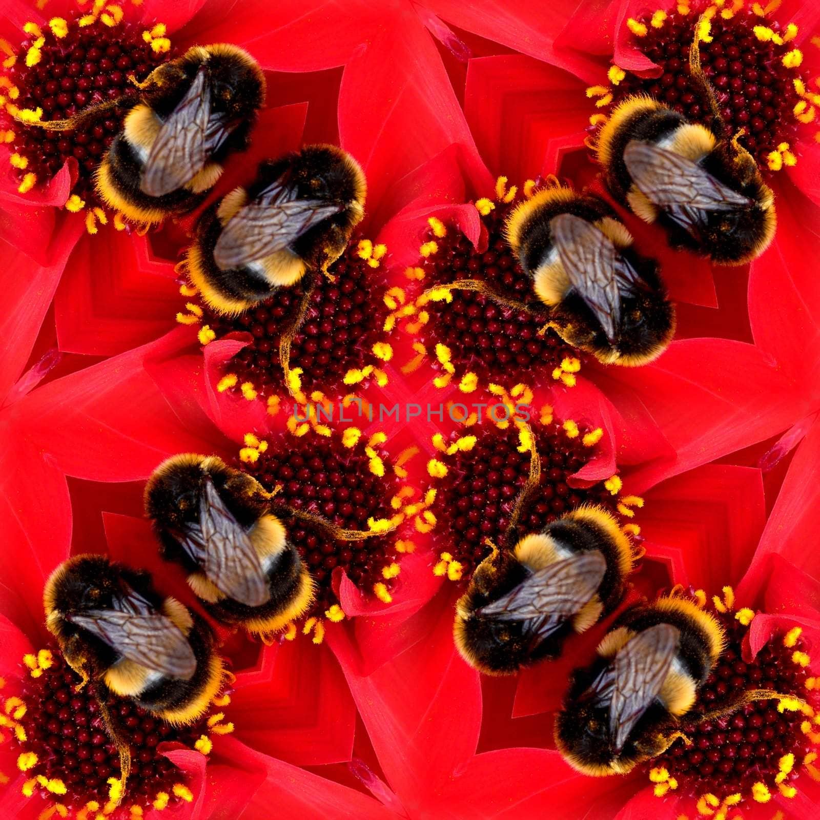 A seamless pattern made from a bee on a flower.
