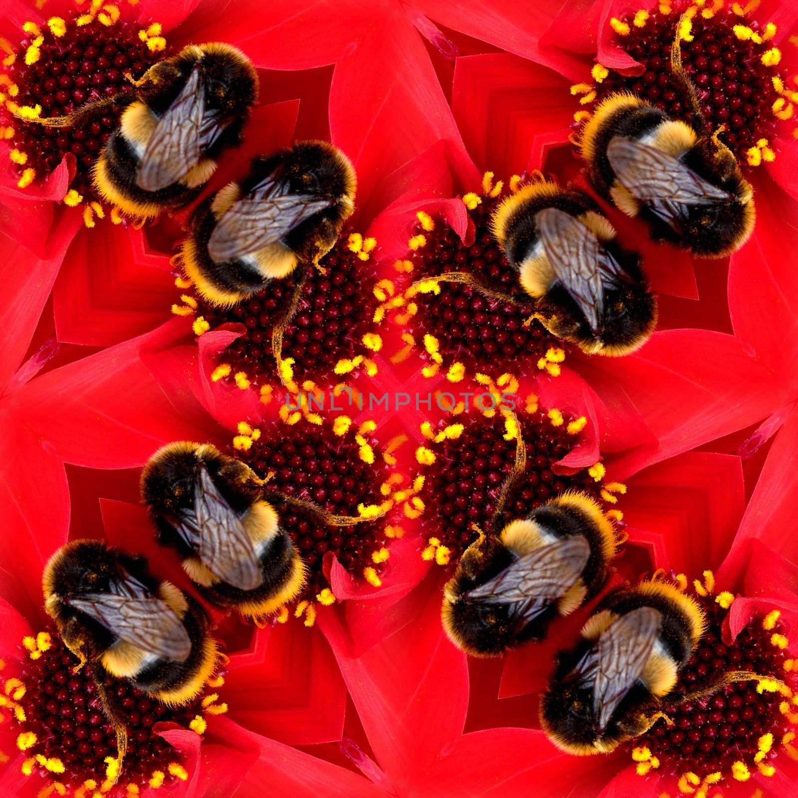 A seamless pattern made from a bee on a flower.
