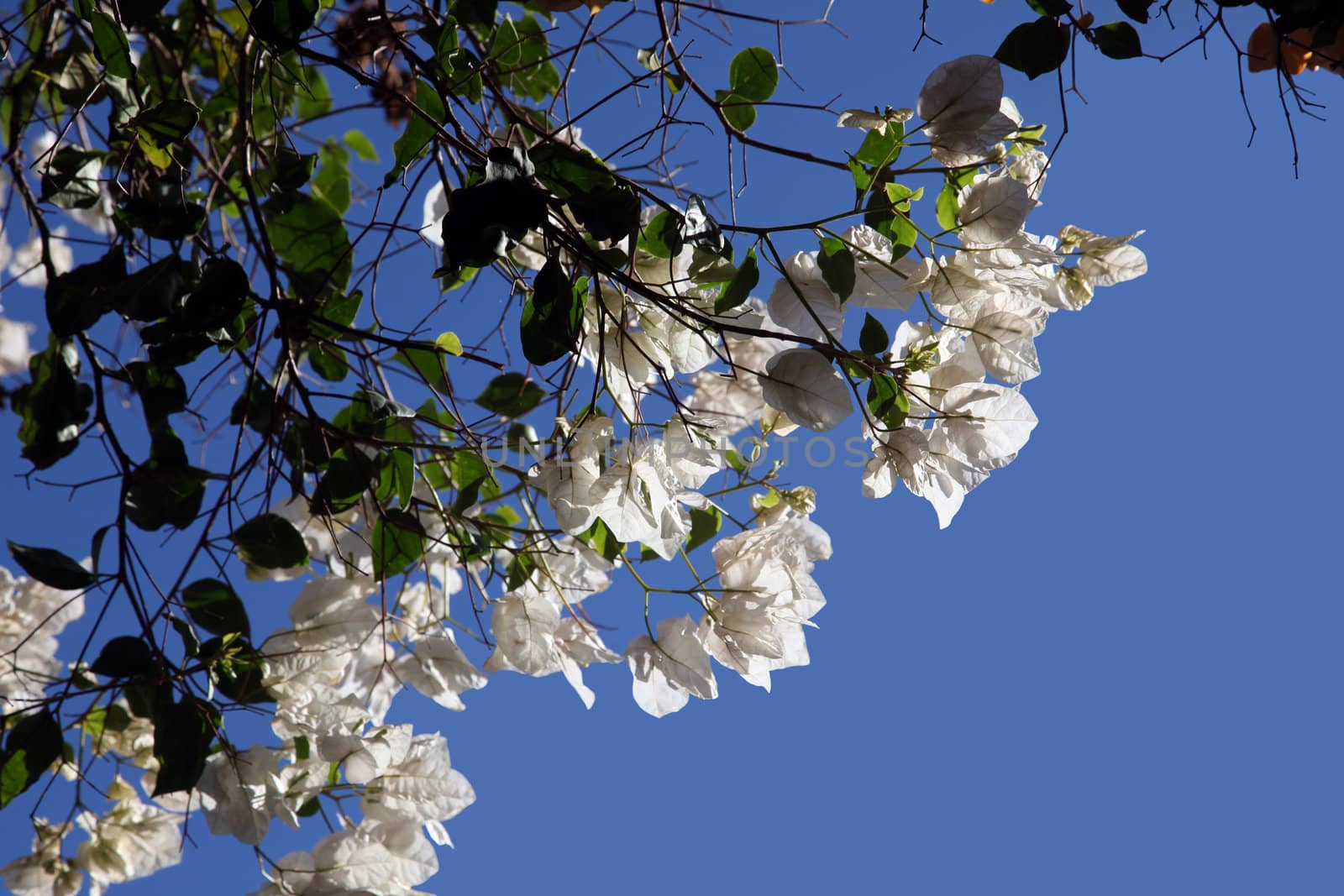 Beautiful colorful tropical bougainvillea flower lit by the sun
