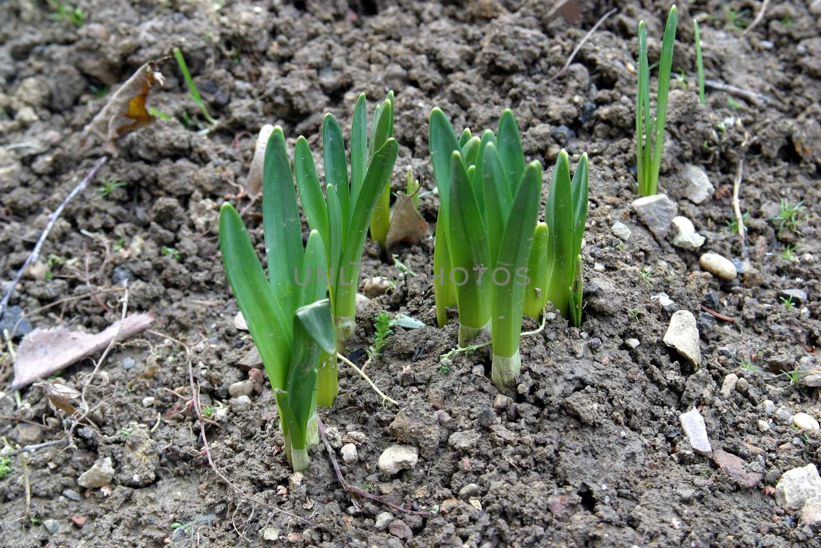 New life - Close up bud of hyacinth