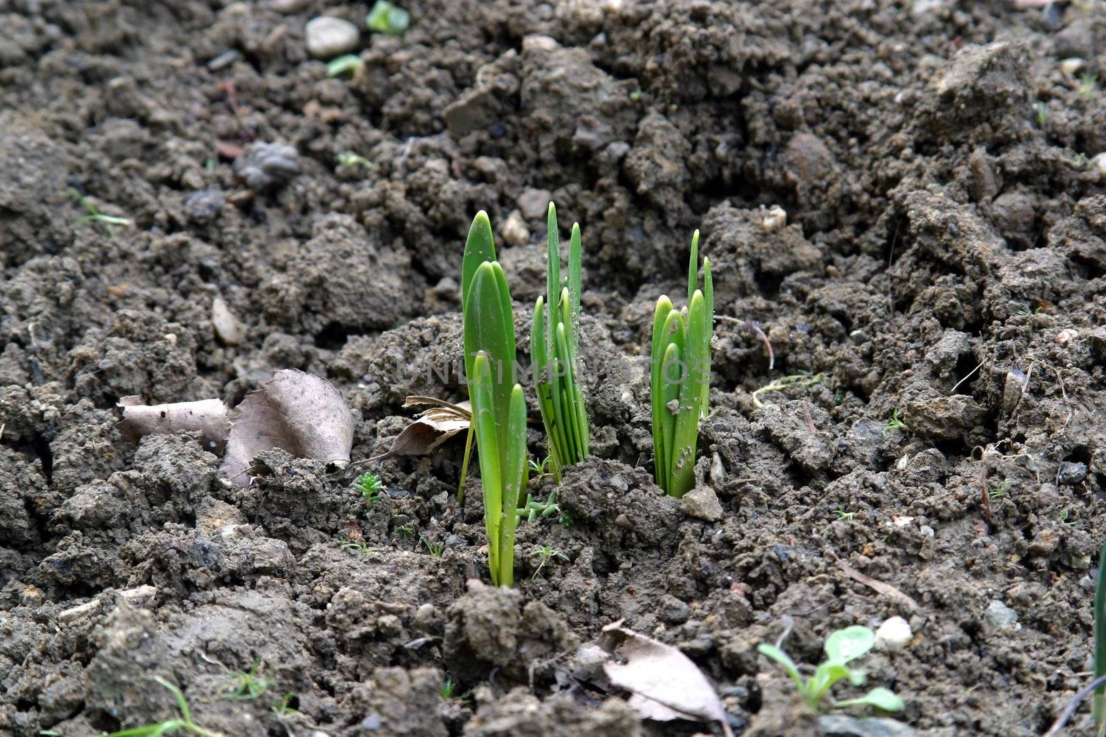 New life - Close up bud of hyacinth