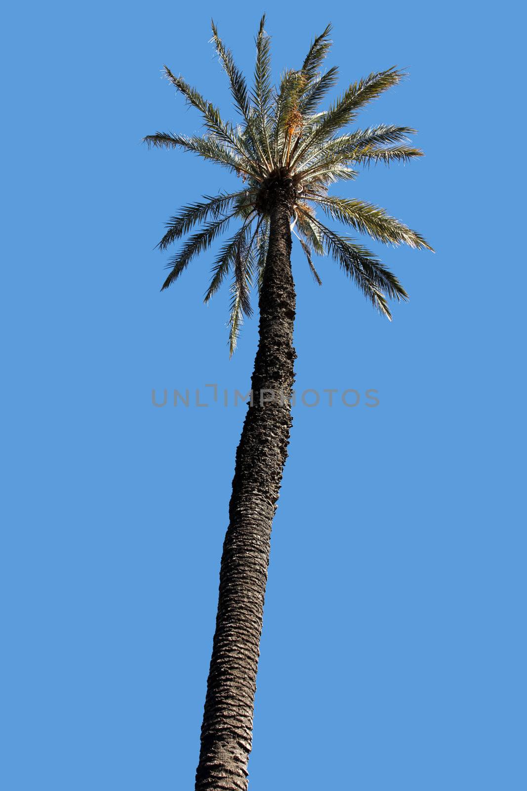Palm tree and blue sky