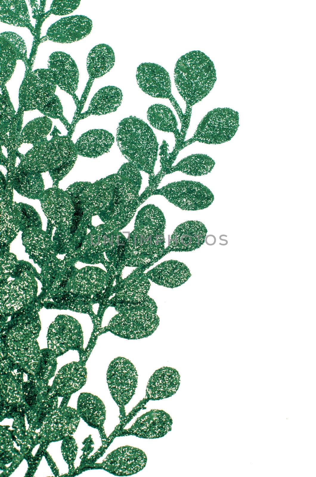 Christmas decorative green leaves isolated on white background.