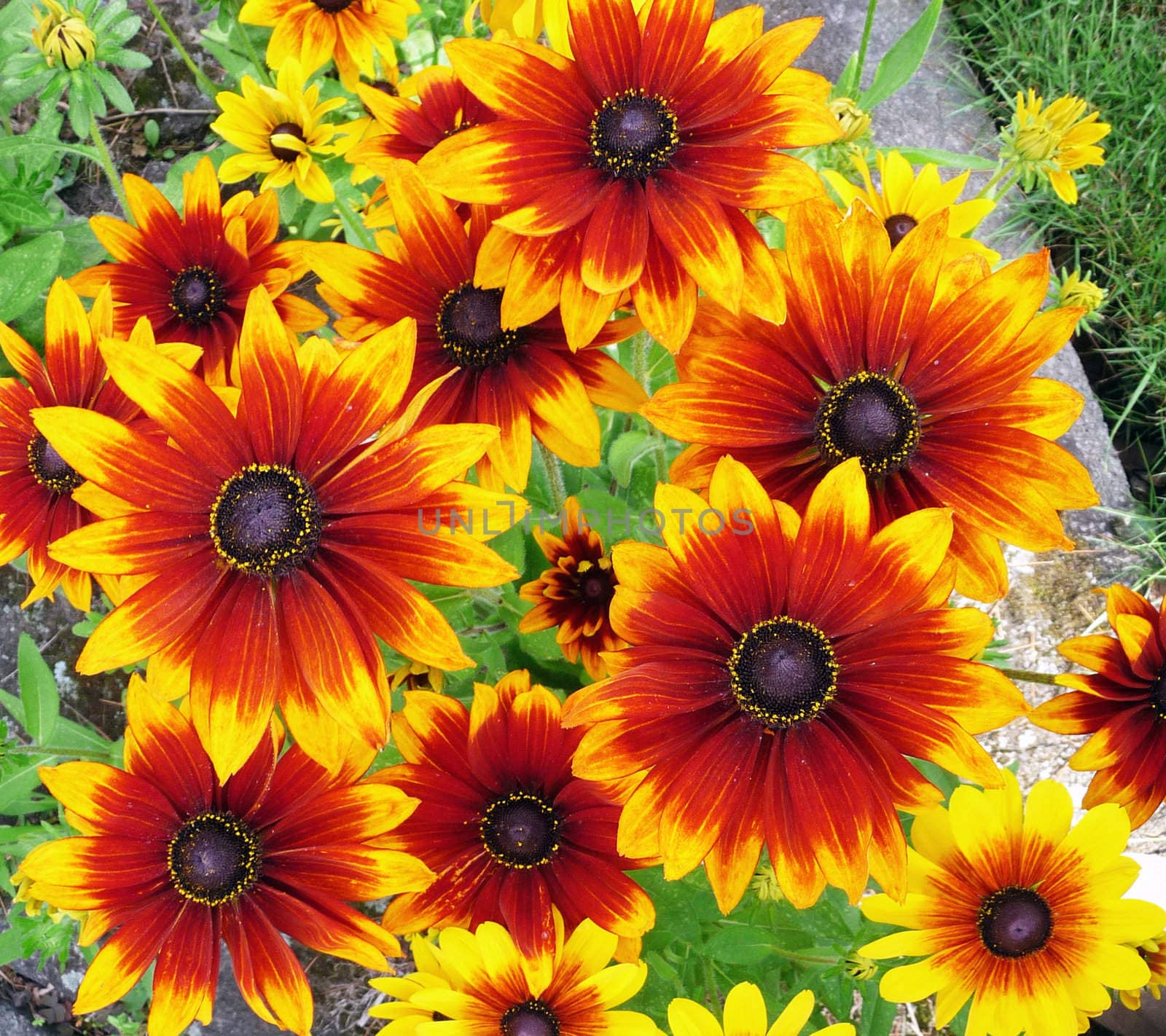 A red and yellow flower filled background
