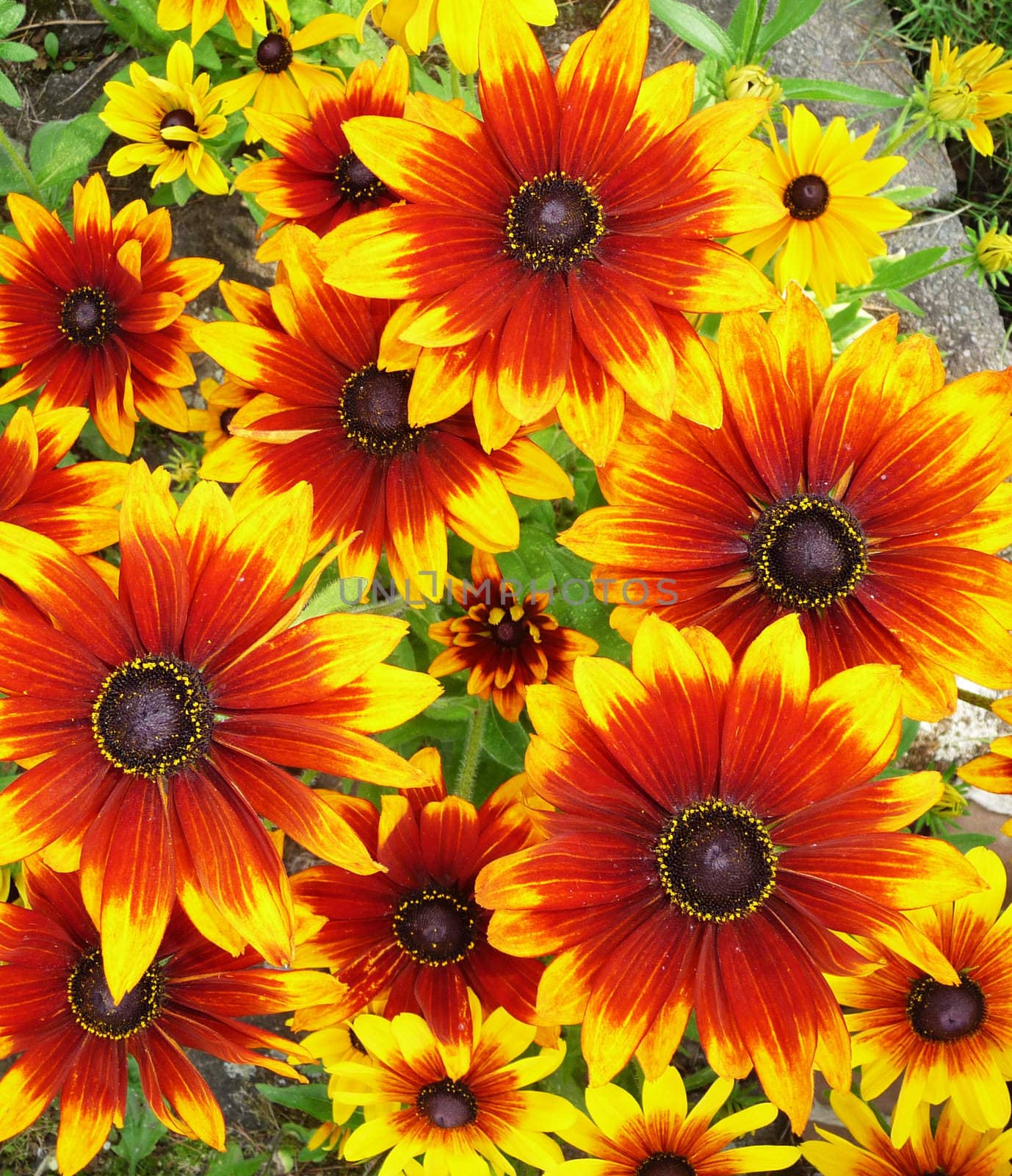 A red and yellow flower filled background
