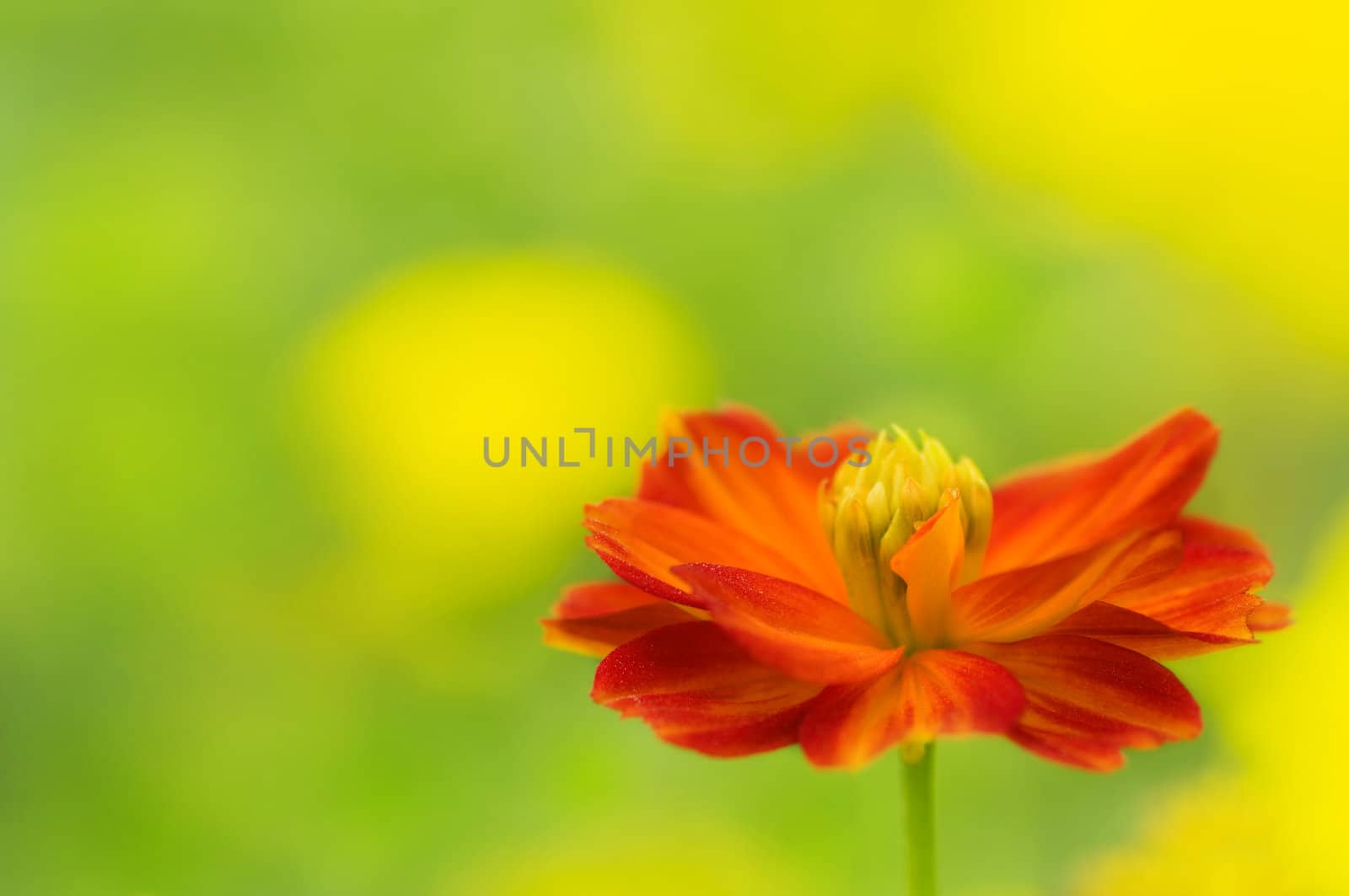 Single orange daisy in field.