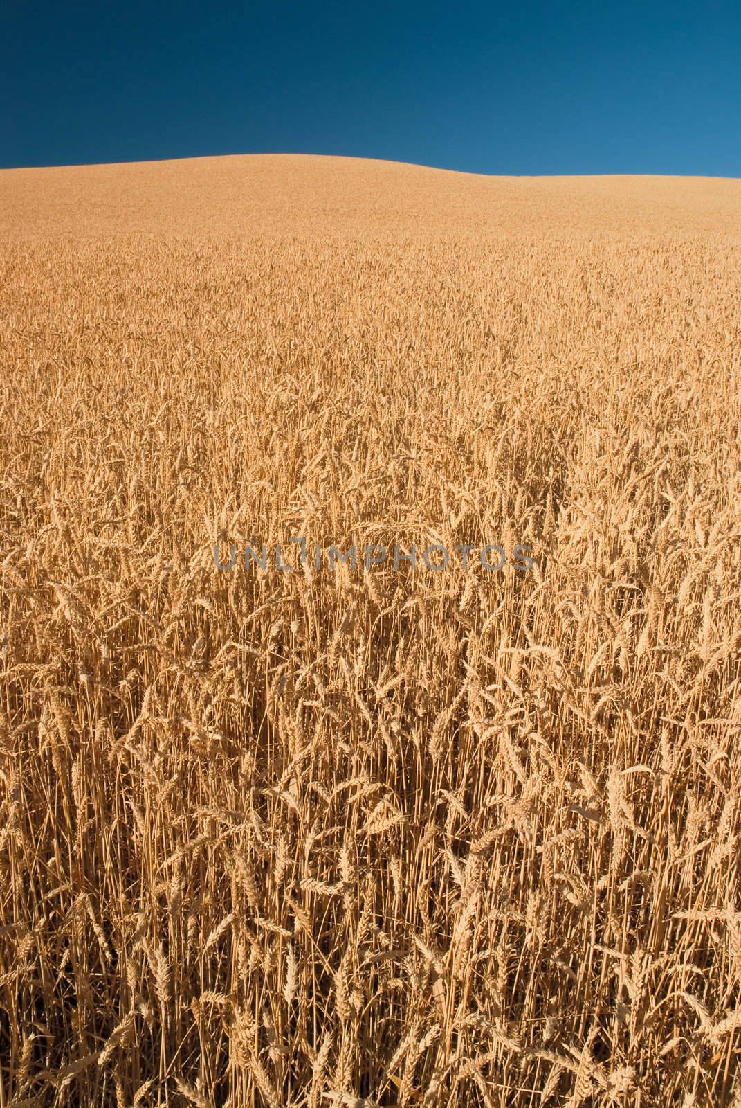 Golden wheat field and blue sky, Whitman County, Washington, USA