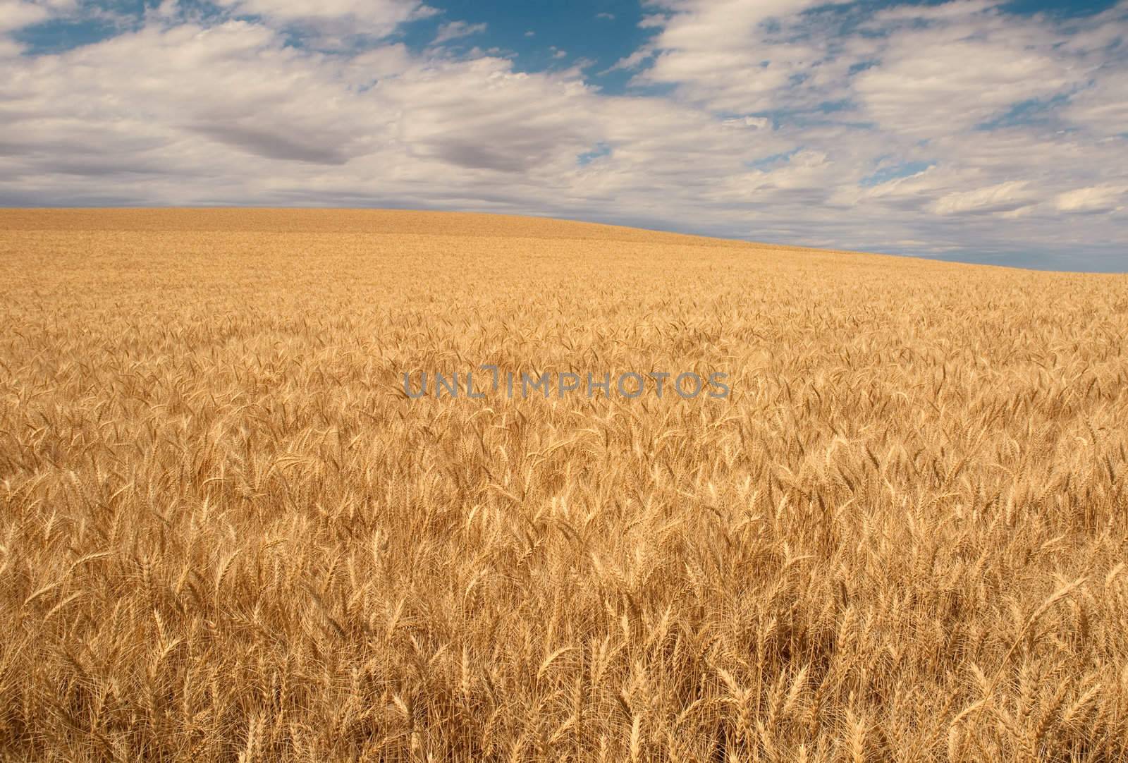 Ripe Wheat and clouds, Whitman County, Washington, USA by CharlesBolin