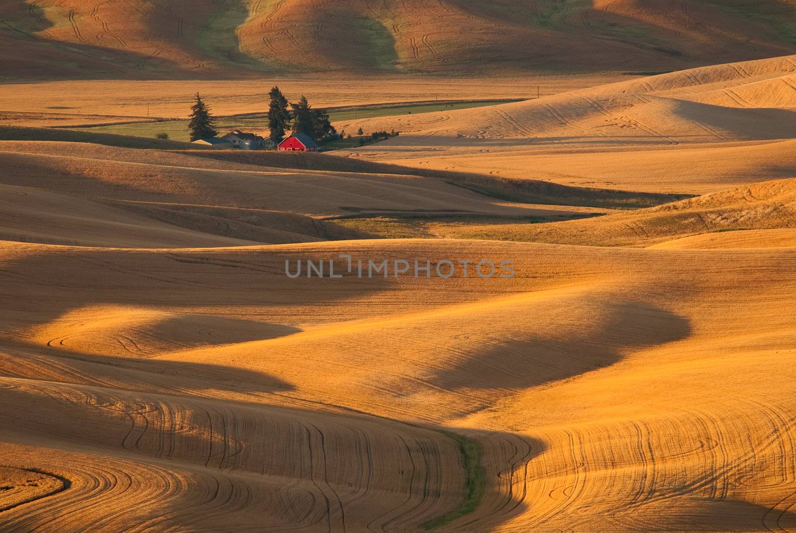 Small farm with red barn and surrounding wheat fields, early morning, Whitman County, Washington, USA