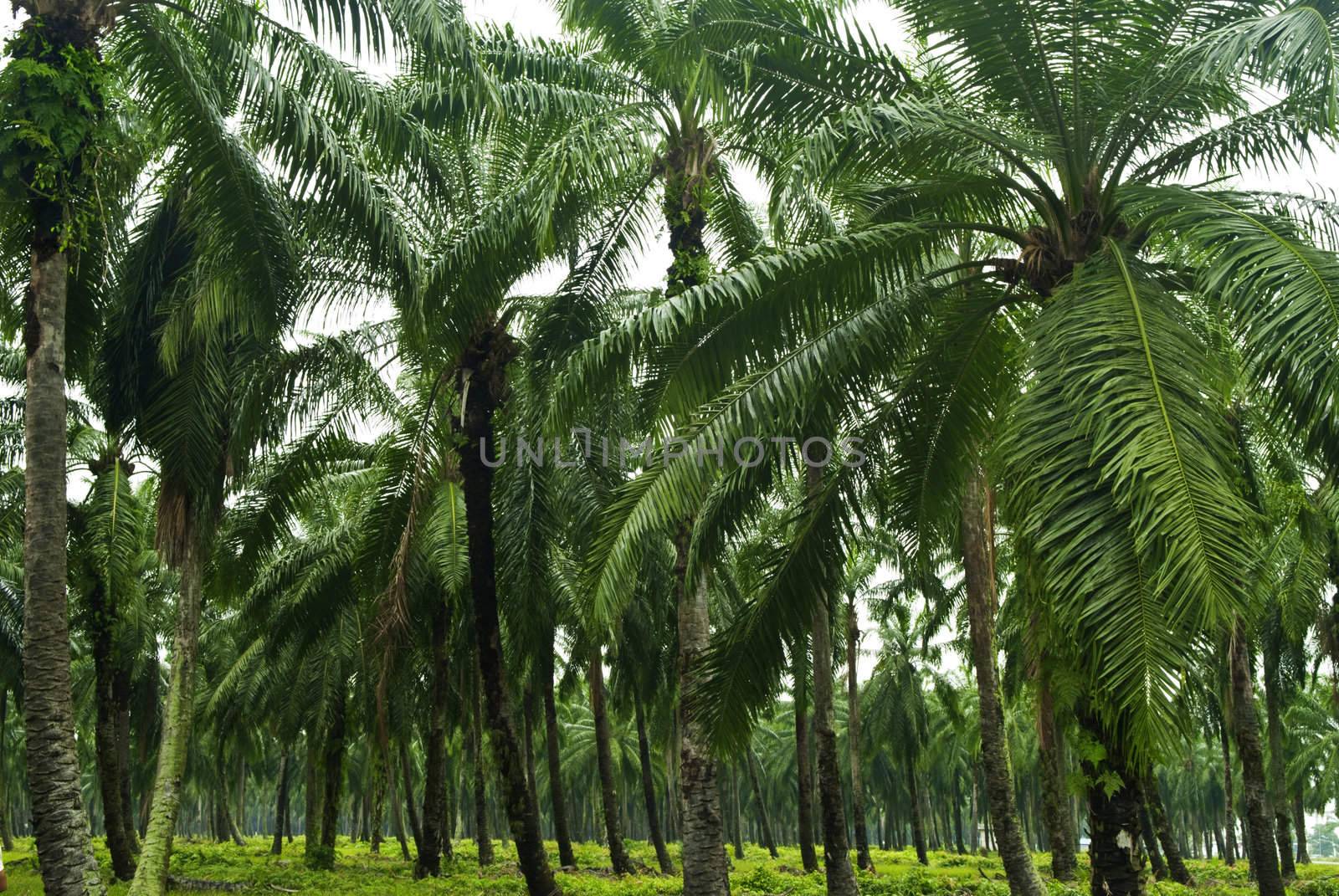 Palm oil to be extracted from its fruits. Fruits turn red when ripe. Photo taken at palm oil plantation in Malaysia, which is also the world largest palm oil exporting country. 