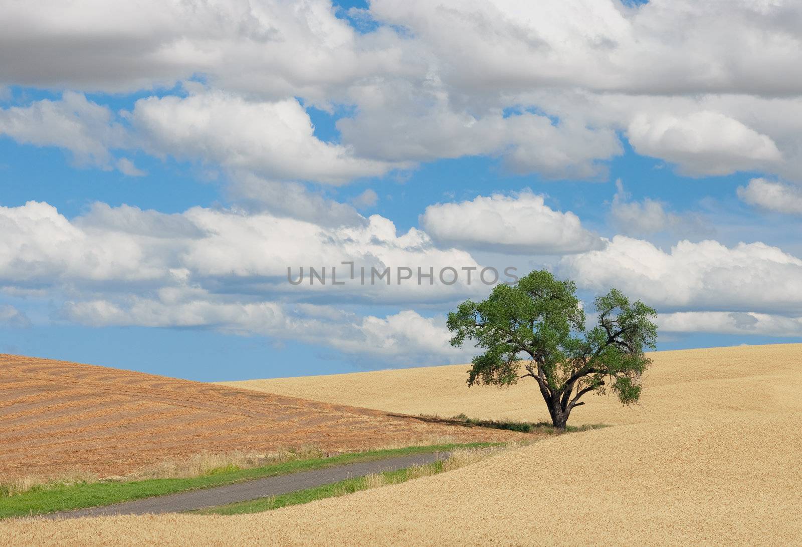 Willow tree, wheat field, rural road and clouds, Whitman County, Washington, USA by CharlesBolin