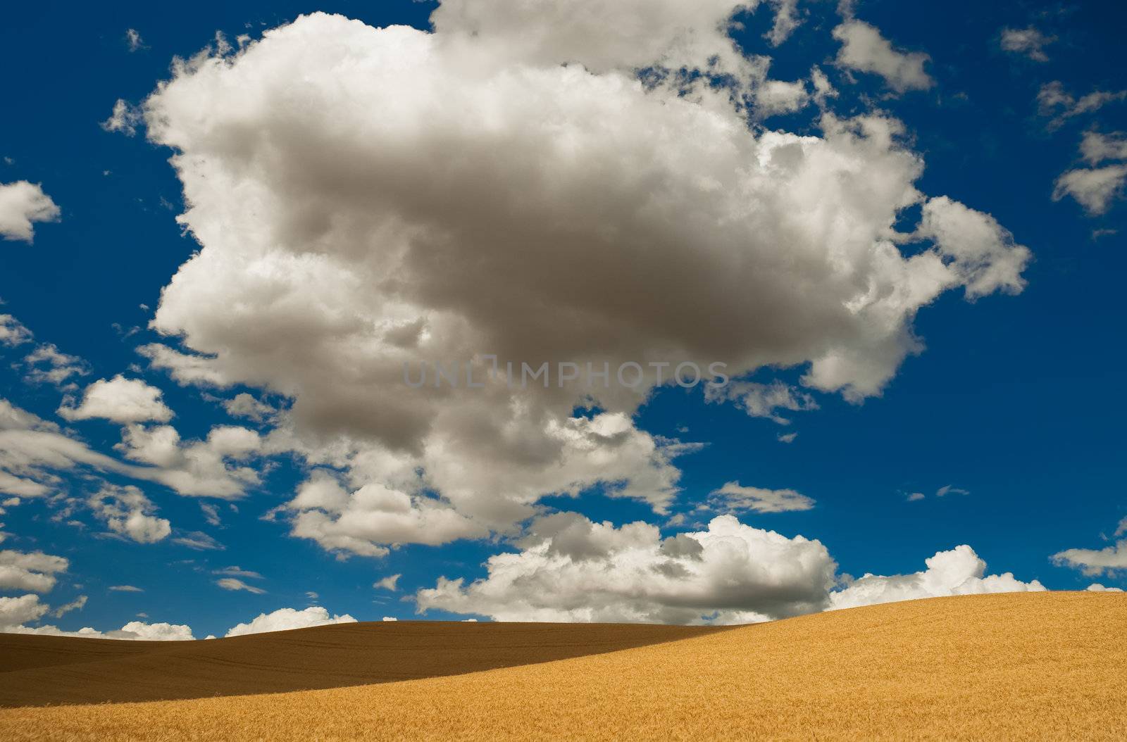 Puffy clouds and wheat fields, Latah County, Idaho, USA