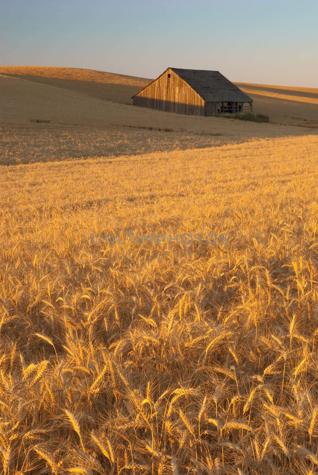 Old barn and wheat field at sunset, Whitman County, Washington, USA by CharlesBolin