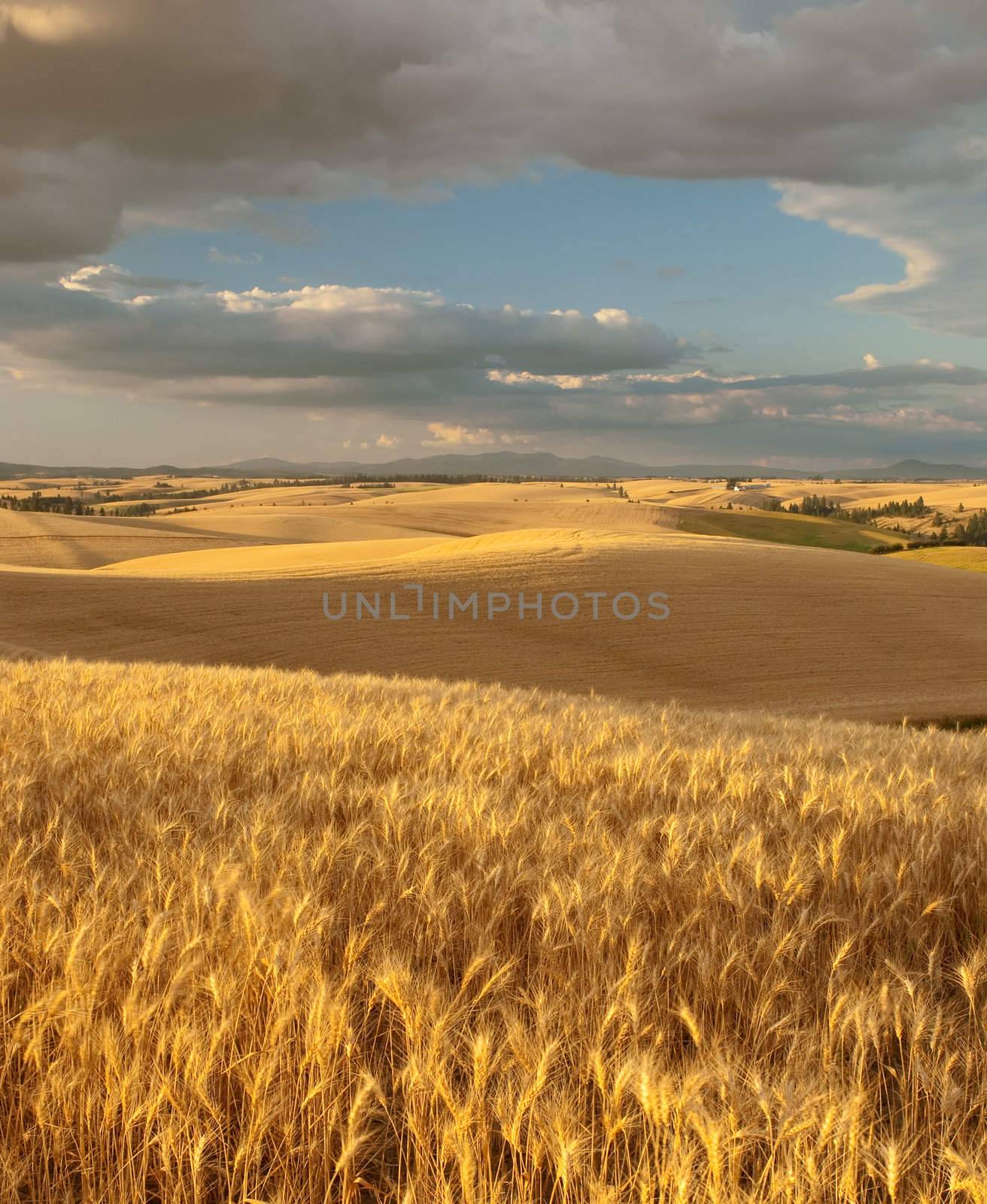 Wheat fields, The Palouse Range and clouds, Latah County, Idaho, USA by CharlesBolin
