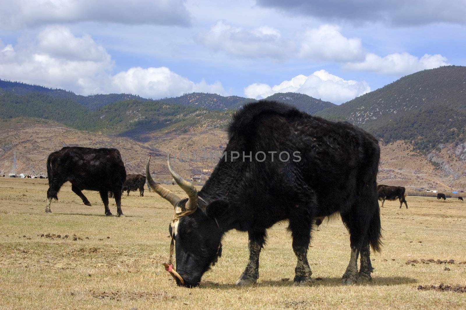 Grazing yaks, blue sky and mountain as background