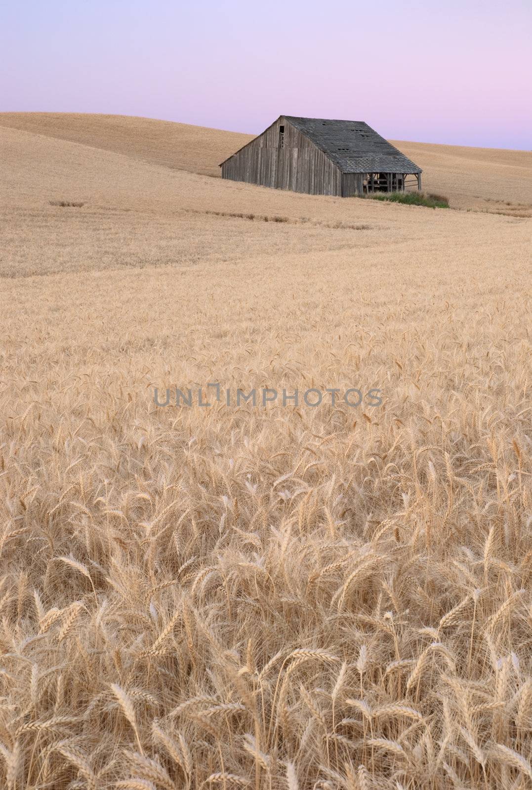 Old barn and wheat field at twilight, Whitman County, Washington, USA
