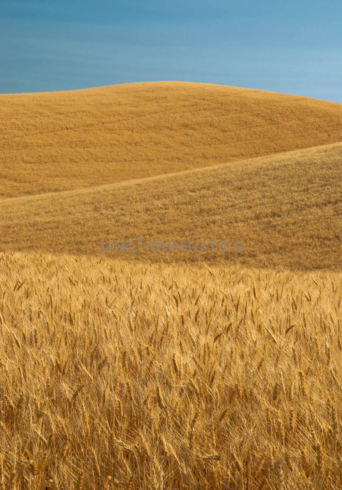 Golden wheat fields and blue sky, Whitman County, Washington, USA