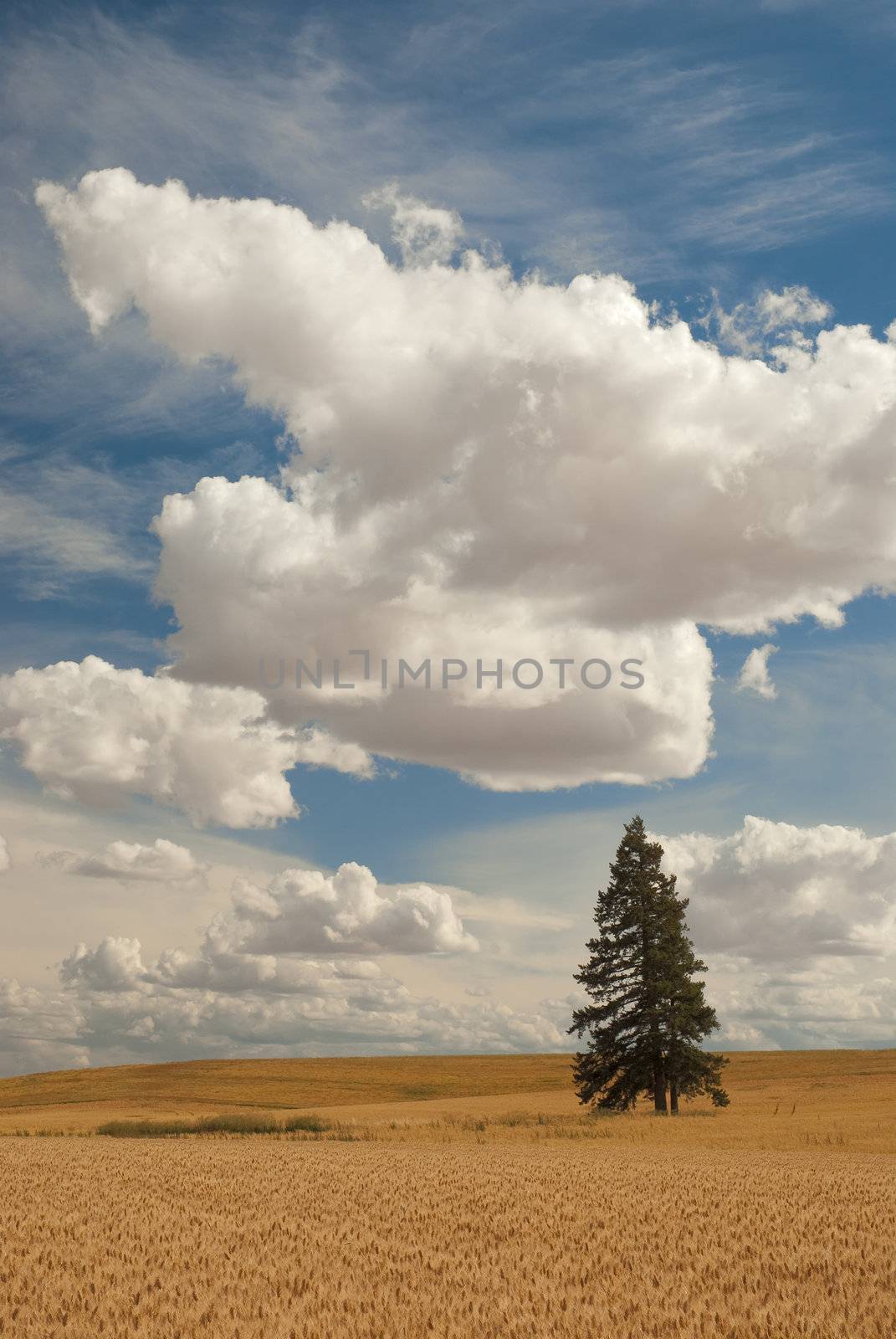 Wheat field, lone spruce and clouds, Latah County, Idaho, USA