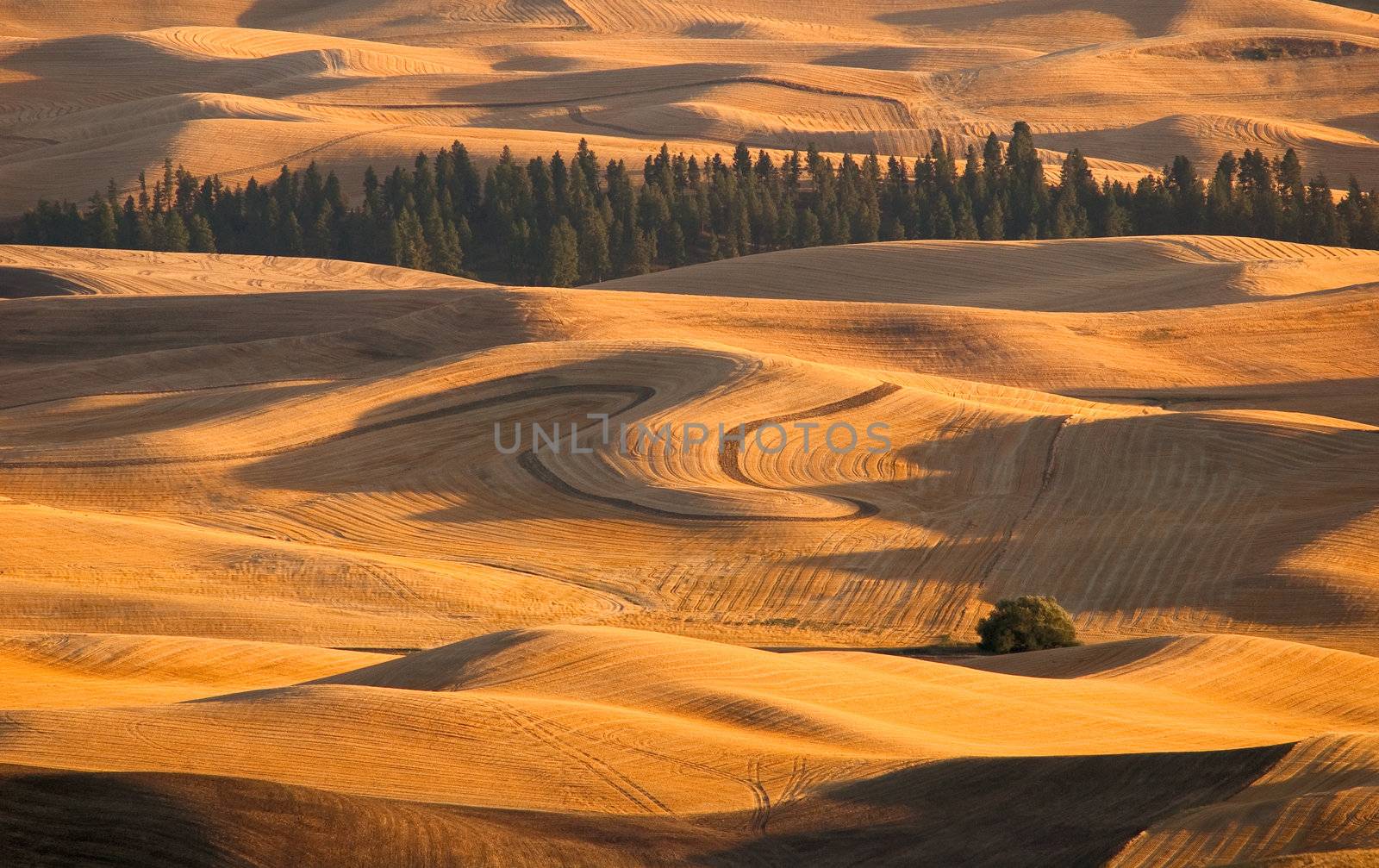 Rolling hills of harvested wheat fields and pine trees, Whitman County, Washington, USA by CharlesBolin