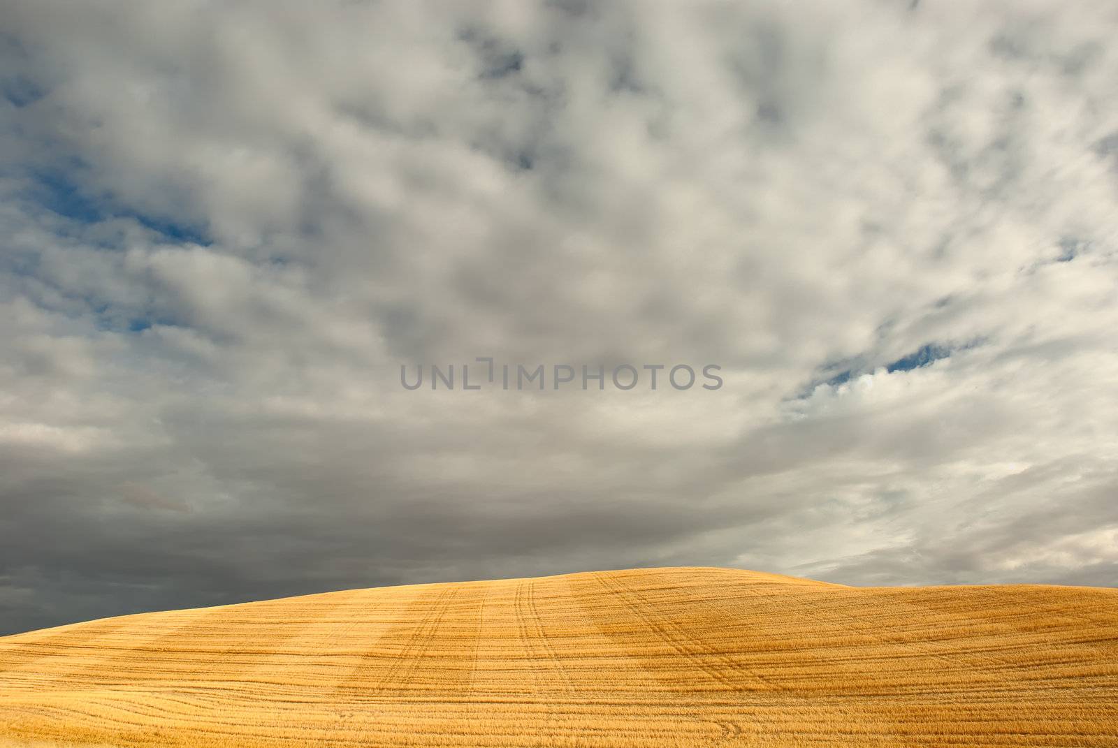 Tracks through wheat chaff and clouds, Whitman County, Washington, USA by CharlesBolin