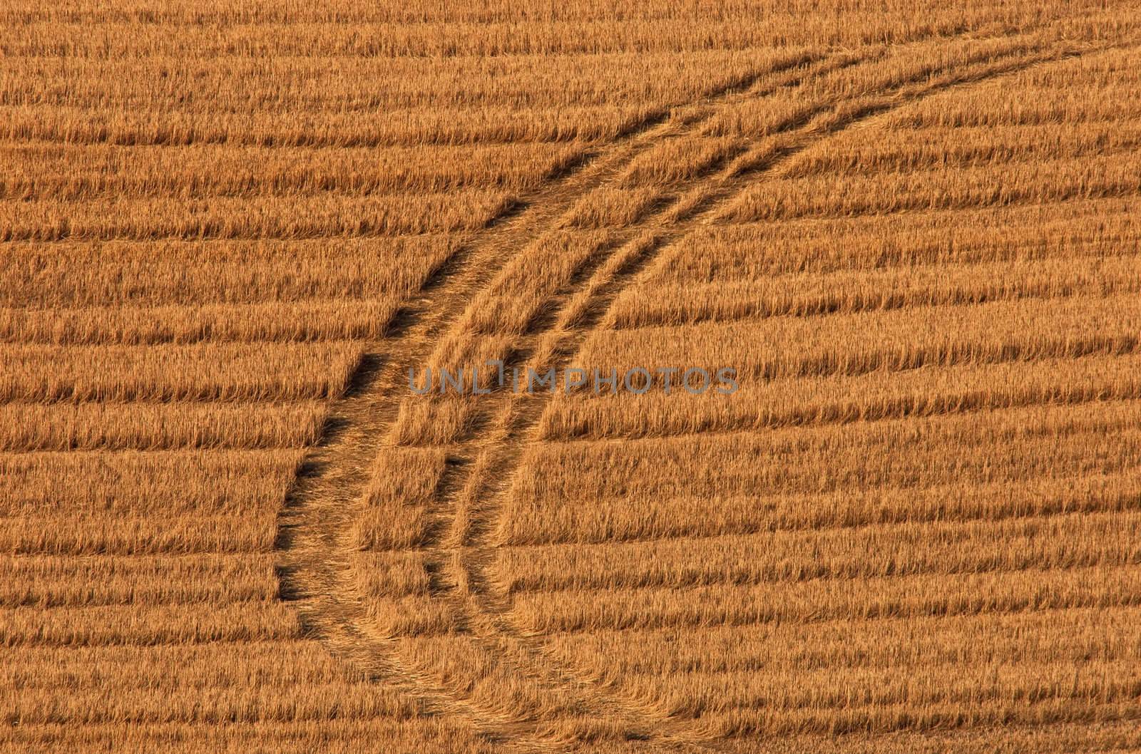 Curved tracks and wheat chaff, Latah County, Idaho, USA