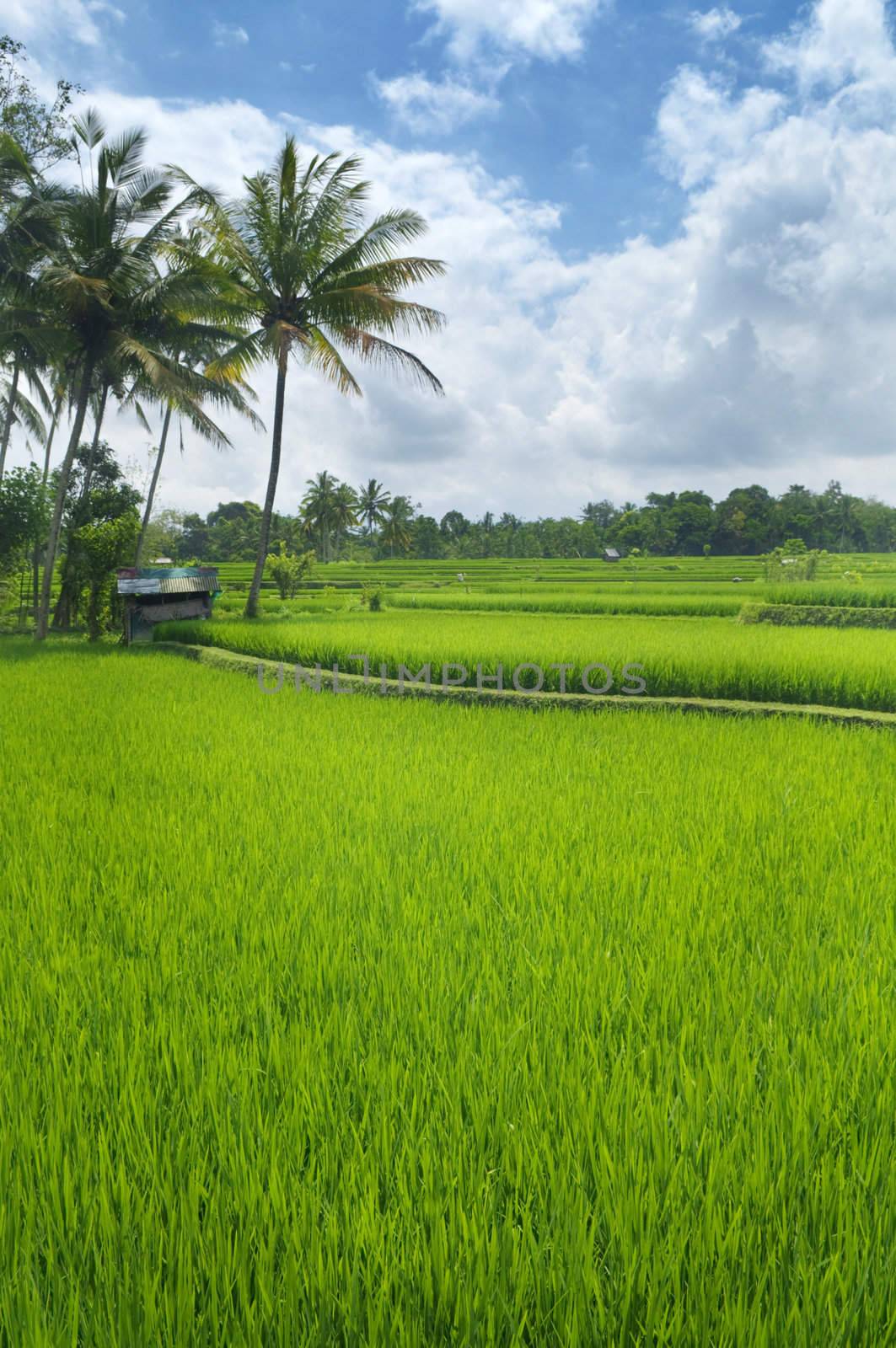 Terrace rice fields in Ubud, Bali, Indonesia