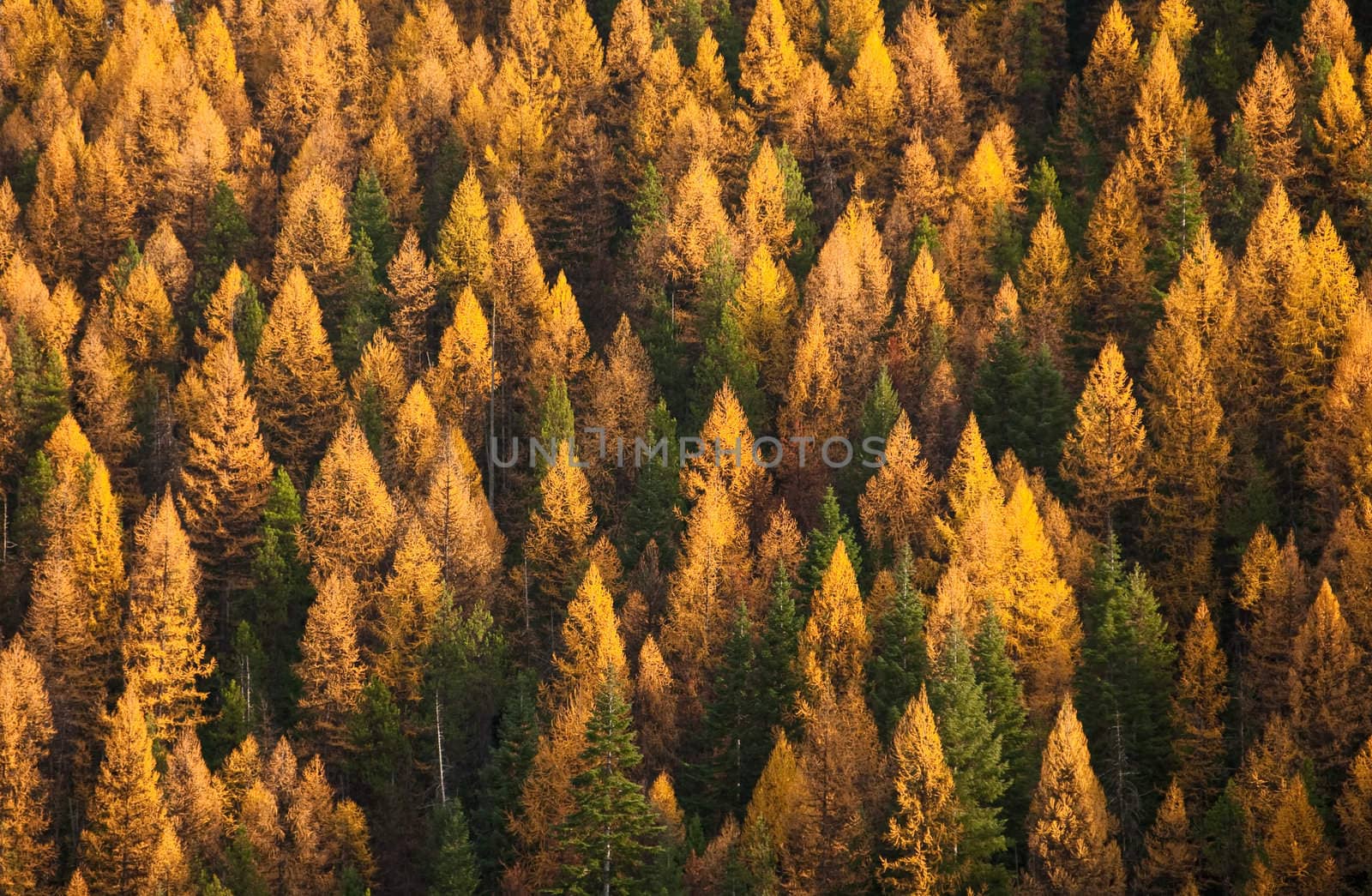 Autumn Western Larch, also known as Tamarack (Larix occidentalis) trees near the Idaho/Montana border, Mineral County, Montana, USA by CharlesBolin