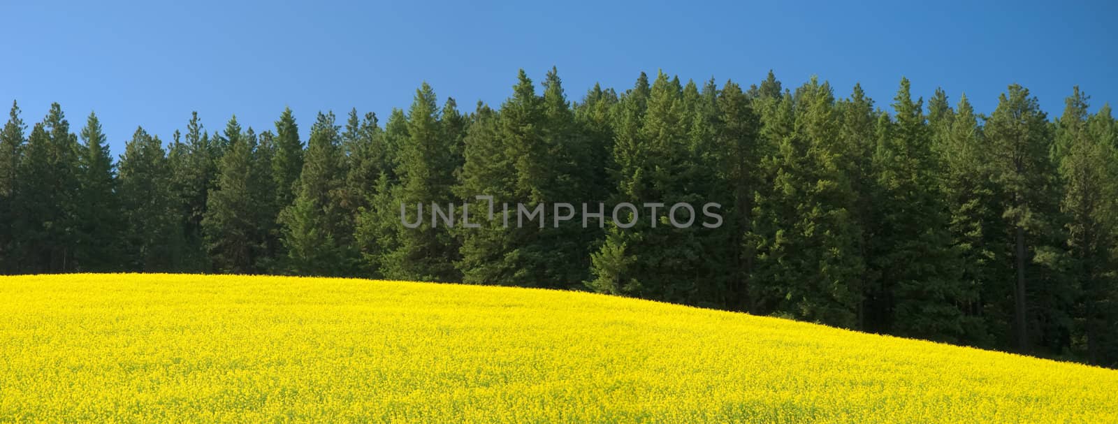 Canola field, spruce and pine trees, near Troy, Latah County, Idaho, USA