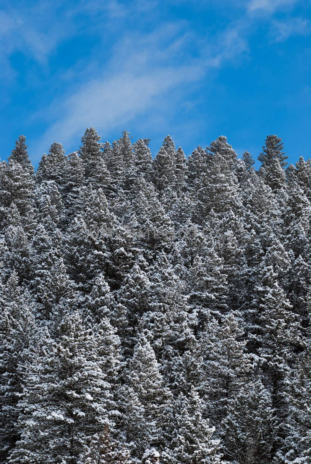 Winter forest and wispy clouds, Gallatin National Forest, Gallatin County, Montana, USA by CharlesBolin