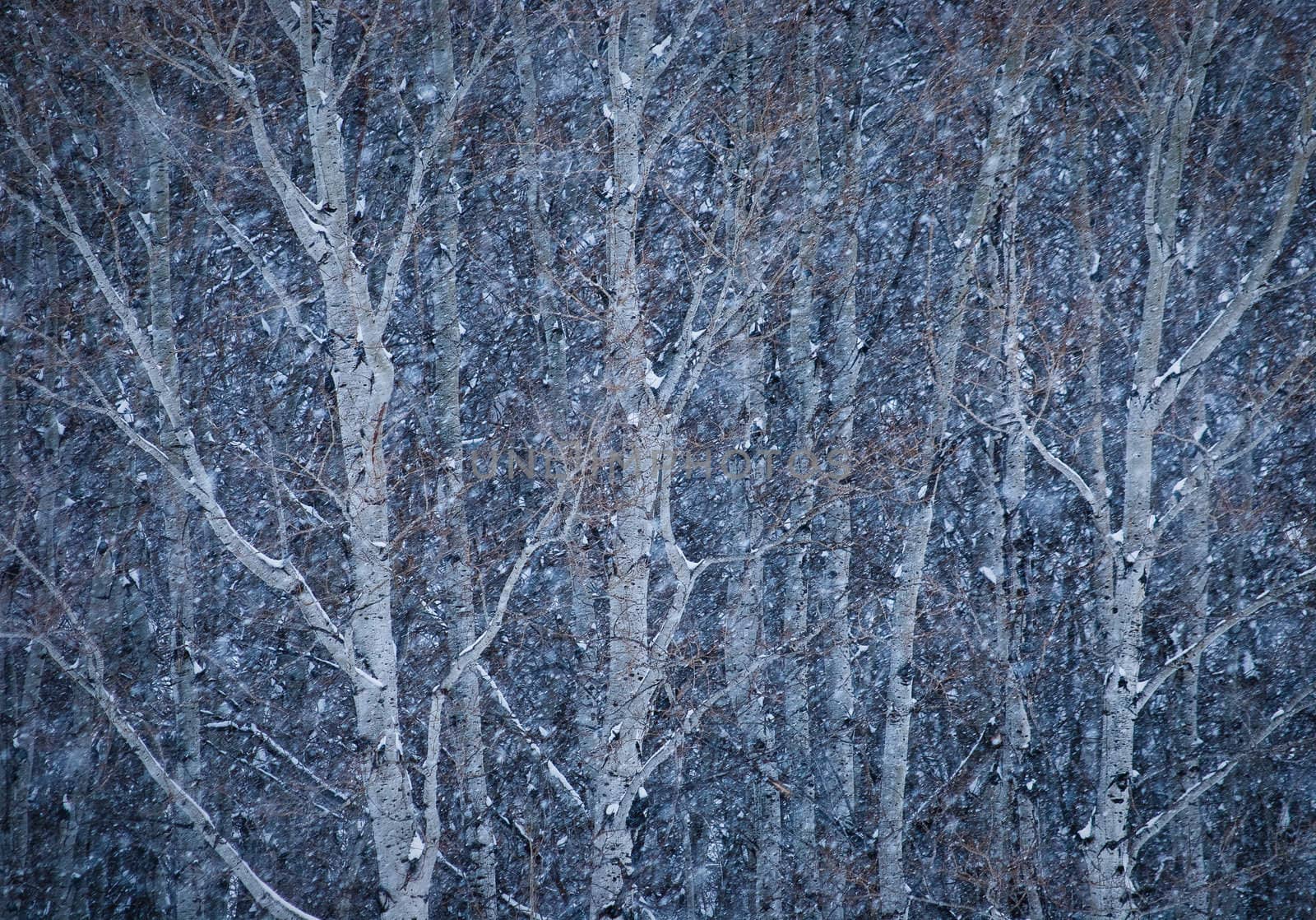 Aspen (Populus tremuloides) grove and winter snow storm, Gallatin County, Montana, USA