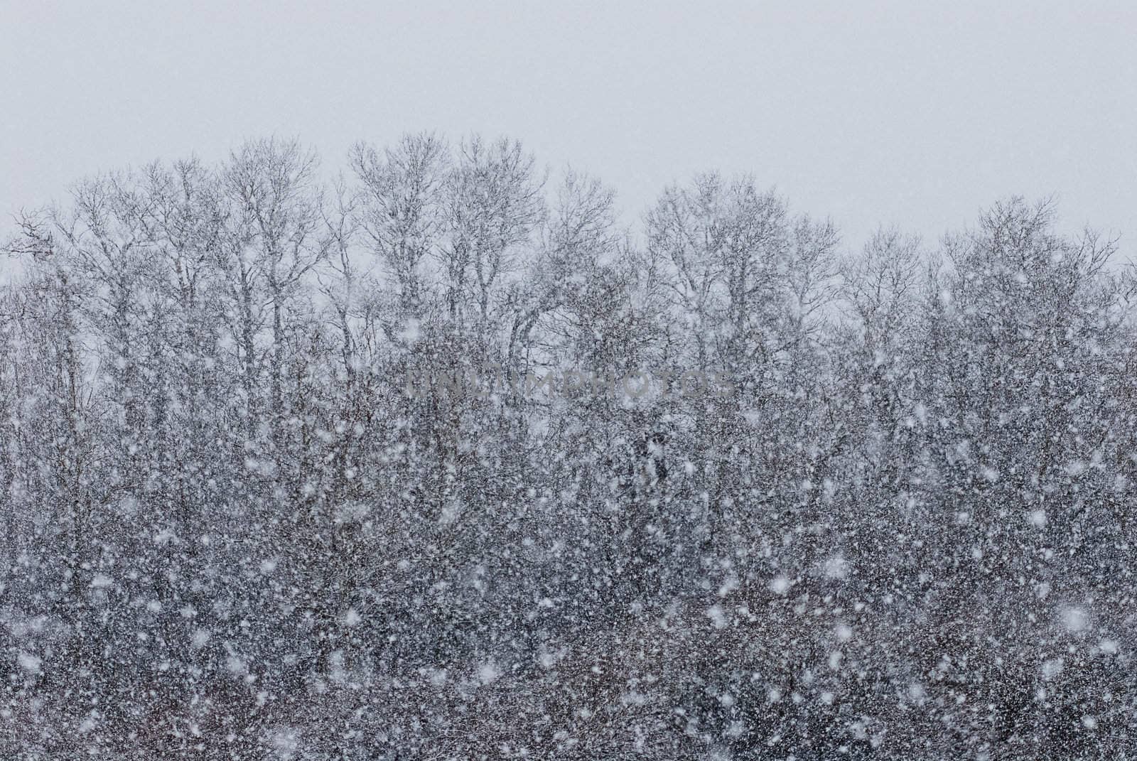 Aspen grove (Populus tremuloides) and snow storm, Gallatin County, Montana, USA by CharlesBolin