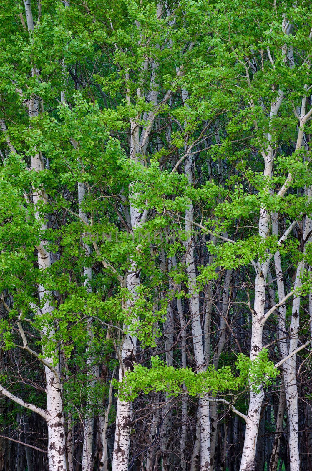 Aspen (Populus tremuloides) grove in spring, Gallatin County, Montana, USA