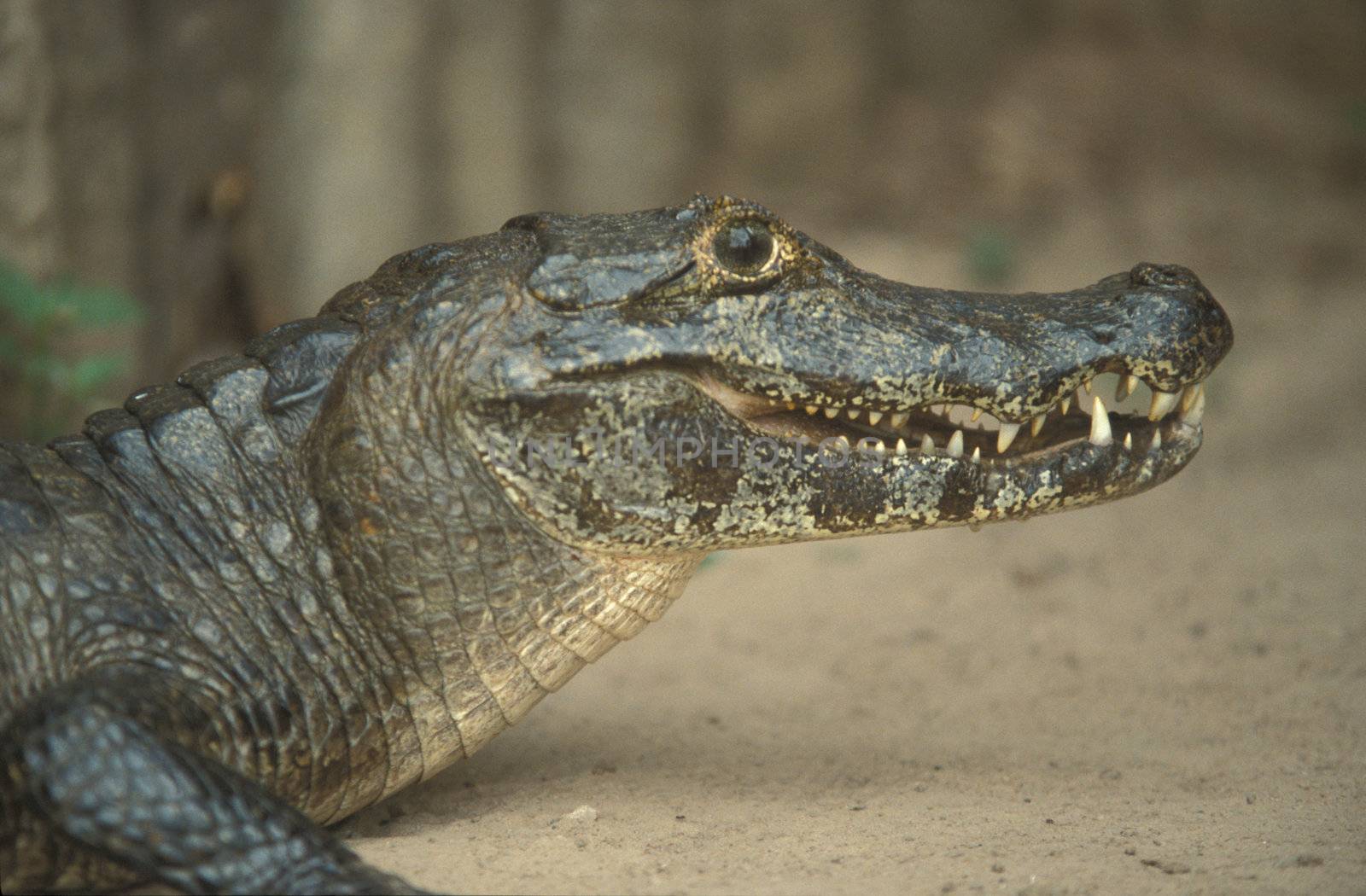 Close up of the head and jaws of a Cayman in the Brazilian Pantanal.