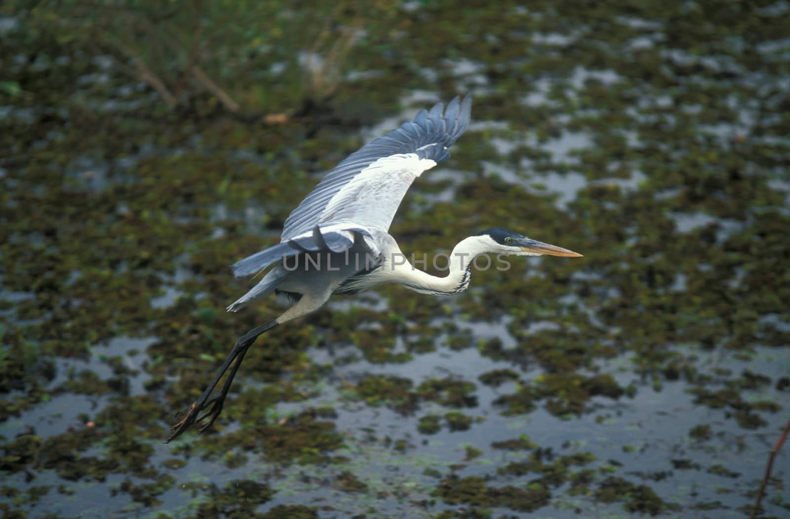 Heron flying over the weed covered water of the Brazilian Pantanal.