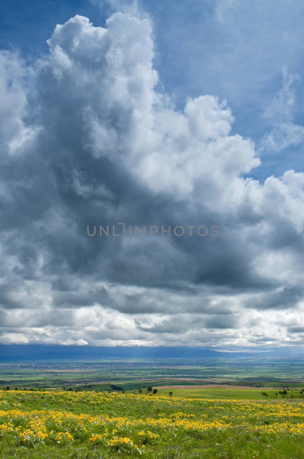 Arrowleaf Balsamroot (Balsamorhiza sagittata), distant farmland and clouds, Gallatin County, Montana, USA by CharlesBolin